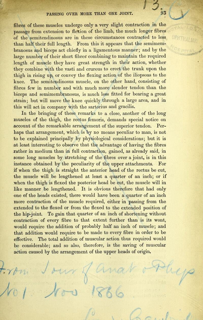fibres of these muscles undergo only a very slight contraction in the passage from extension to flexion of the limb, the much longer fibres of the semitendinosus are in these circumstances contracted to less than half their full length. From this it appears that the semimem- branosus and biceps act chiefly in a ligamentous manner; and by the large number of their short fibres combining to maintain the required length of muscle they have great strength in their action, whether they combine with the vasti and crureus to erect the trunk upon the thigh in rising up, or convey the flexing action of the iliopsoas to the knee. The semitendinosus muscle, on the other hand, consisting of fibres few in number and with much more slender tendon than the biceps and semimembranosus, is much less fitted for bearing a great strain; but will move the knee quickly through a large area, and in this will act in company with the sartorius and gracilis. In the bringing of these remarks to a close, another of the long muscles of the thigh, the rectus femoris, demands special notice on account of the remarkable arrangement of the superior tendon. Per- haps that arrangement, which is by no means peculiar to man, is not to be explained principally by physiological considerations; but it is at least interesting to observe that the advantage of having the fibres rather in medium than in full contraction, gained, as already said, in some long muscles by stretching of the fibres over a joint, is in this instance obtained by the peculiarity of the upper attachments. For if when the thigh is straight the anterior head of the rectus be cut, the muscle will be lengthened at least a quarter of an inch; or if when the thigh is flexed the posterior head be cut, the muscle will in like manner be lengthened. It is obvious therefore that had only one of the heads existed, there would have been a quarter of an inch more contraction of the muscle required, either in passing from the extended to the flexed or from the flexed to the extended position of the hip-joint. To gain that quarter of an inch of shortening without contraction of every fibre to that extent further than is its wont, would require the addition of probably half an inch of muscle; and that addition would require to be made to every fibre in order to be effective. The total addition of muscular action thus required would be considerable; and so also, therefore, is the saving of muscular action caused by the arrangement of the upper heads of origin.