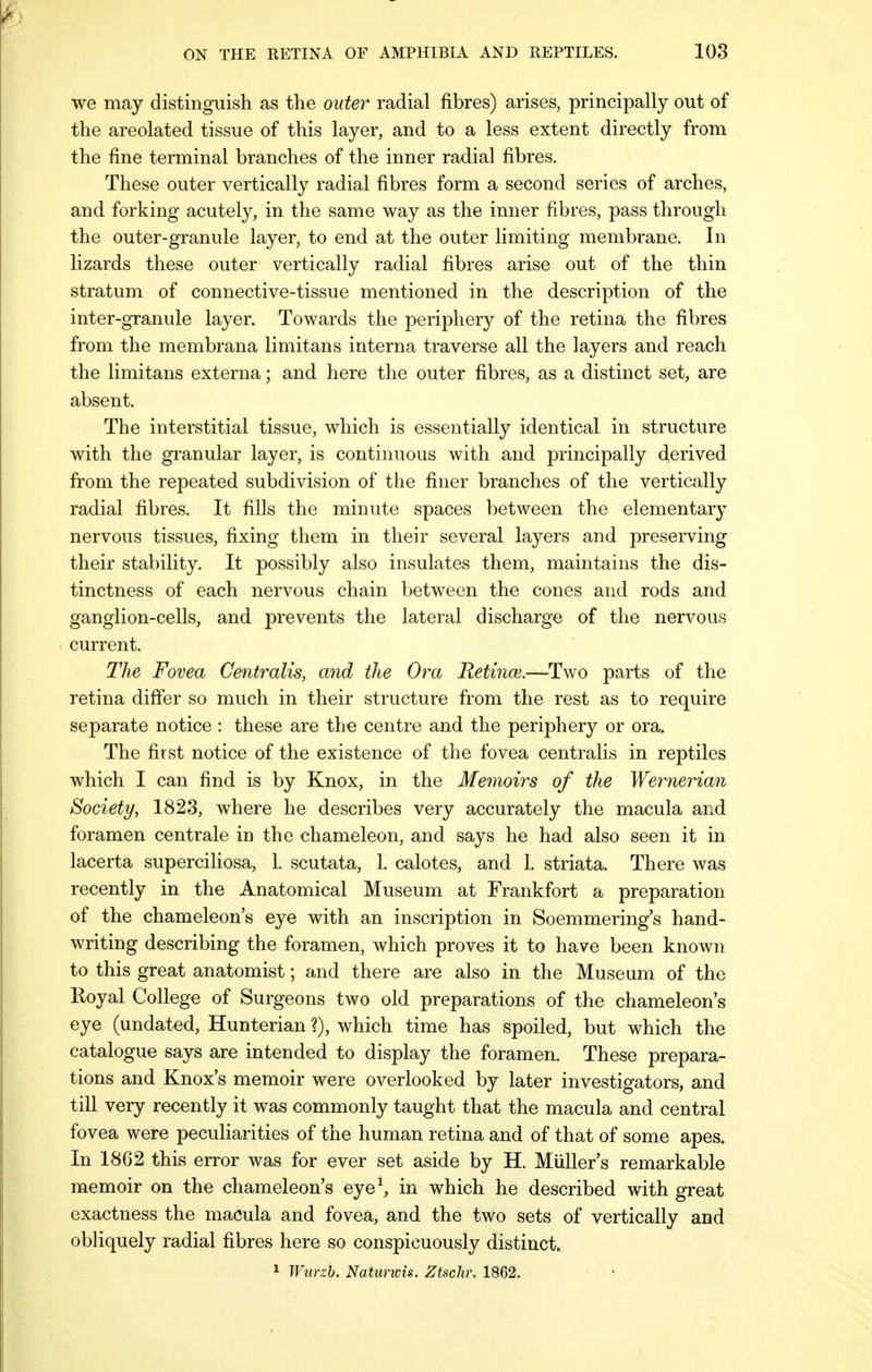 we may distinguish as the outer radial fibres) arises, principally out of the areolated tissue of this layer, and to a less extent directly from the fine terminal branches of the inner radial fibres. These outer vertically radial fibres form a second series of arches, and forking acutely, in the same way as the inner fibres, pass through the outer-granule layer, to end at the outer limiting membrane. In lizards these outer vertically radial fibres arise out of the thin stratum of connective-tissue mentioned in the description of the inter-granule layer. Towards the periphery of the retina the fibres from the membrana limitans interna traverse all the layers and reach the limitans externa; and here the outer fibres, as a distinct set, are absent. The interstitial tissue, which is essentially identical in structure with the granular layer, is continuous with and principally derived from the repeated subdivision of the finer branches of the vertically radial fibres. It fills the minute spaces between the elemental nervous tissues, fixing them in their several layers and preserving their stability. It possibly also insulates them, maintains the dis- tinctness of each nervous chain between the cones and rods and ganglion-cells, and prevents the lateral discharge of the nervous current. The Fovea Centralis, and the Ora Retinw.—Two parts of the retina differ so much in their structure from the rest as to require separate notice : these are the centre and the periphery or ora. The first notice of the existence of the fovea centralis in reptiles which I can find is by Knox, in the Memoirs of the Wernerian Society, 1823, where he describes very accurately the macula and foramen cent rale in the chameleon, and says he had also seen it in lacerta superciliosa, L scutata, 1. calotes, and 1. striata. There was recently in the Anatomical Museum at Frankfort a preparation of the chameleon's eye with an inscription in Soemmering's hand- writing describing the foramen, which proves it to have been known to this great anatomist; and there are also in the Museum of the Royal College of Surgeons two old preparations of the chameleon's eye (undated, Hunterian ?), which time has spoiled, but which the catalogue says are intended to display the foramen. These prepara- tions and Knox's memoir were overlooked by later investigators, and till very recently it was commonly taught that the macula and central fovea were peculiarities of the human retina and of that of some apes. In 1862 this error was for ever set aside by H. Muller's remarkable memoir on the chameleon's eye1, in which he described with great exactness the macula and fovea, and the two sets of vertically and obliquely radial fibres here so conspicuously distinct. 1 Wutzb. Naturwis. Ztschr. 1862.