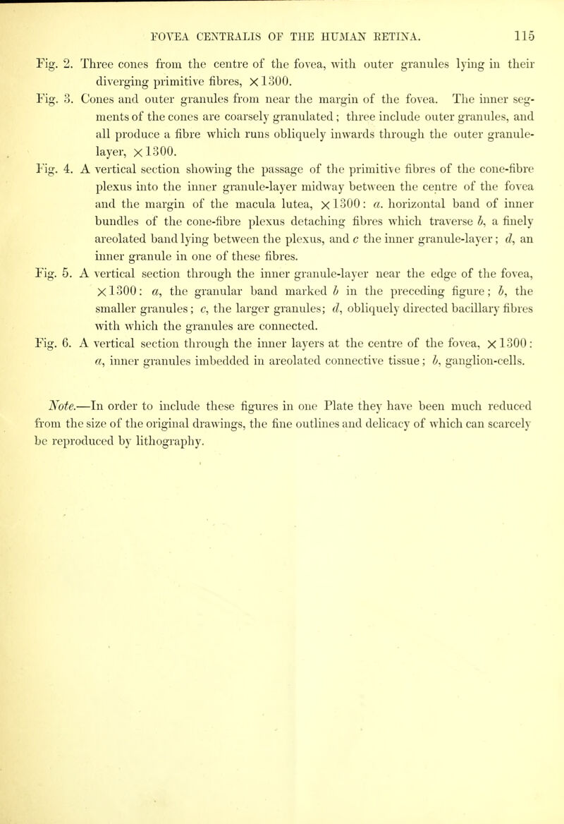 Fig. 2. Three cones from the centre of the fovea, with outer granules lying in their diverging primitive fibres, XloOO, Fig. 3. Cones and outer granules from near the margin of the fovea. Tlie mner seg- ments of the cones are coarsely granulated; three include outer granules, and all produce a fibre which runs obliquely inwards through the outer granule- layer, X1300. Fig. 4. A vertical section showing the passage of the primitive fibres of the cone-fibre plexus into the inner gmnule-layer midway between the centre of the fovea and the margin of the macula lutea, xl300: a. horizontal band of inner bundles of the cone-fibre plexus detaching fibres which traverse 5, a finely areolated band lying between the plexus, and c the inner granule-layer; (Z, an inner granule in one of these fibres. Fig. 5. A vertical section through the inner granule-layer near the edge of the fovea, Xl300: a, the granular band marked h in the preceding figure; 5, the smaller granules; c, the larger granules; obliquely directed bacillary fibres with which the granules are connected. Fig. 6. A vertical section through the imier layers at the centre of the fovea, xloOO: «, inner granules imbedded in areolated connective tissue; ganglion-cells. l^ote.—In order to include these figures in one Plate they have been much reduced fi-om the size of the original drawings, the fine outlines and delicacy of which can scarcely be reproduced by lithography.