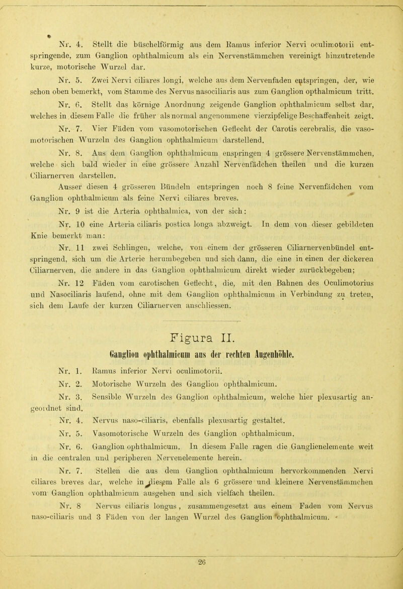 Nr. 4. Stellt die büschelförmig aus dem B-amus inferior Nervi oculircotoiii ent- springende, zum Ganglion ophthalmicum als ein Nervenstämmchen vereinigt hinzutretende kurze, motorische Wurzel dar. Nr. 5. Zwei Nervi ciliares longi, welche aus dem Nervenfaden entspringen, der, wie schon oben bemerkt, vom Stamme des Nervus nasociliaris aus zum Ganglion opthalmicum tritt. Nr. Ci. Stellt das körnige Anordnung zeigende Ganglion ophthalmicum selbst dar, welches in. diesem Falle die früher als normal angenommene vierzipfelige Beschaffenheit zeigt. Nr. 7. Vier Fäden vom vasomotorischen Geflecht der Carotis cerebralis, die vaso- motorischen Wurzeln des Ganglion ophthalmicum darstellend. Nr. 8. Aus dem Ganglion ophthalmicum enspringen 4 grössere Nervenstämmchen, welche sich bald wieder in eine grössere Anzahl Nervenfädchen theilen und die kurzen Ciliarnerven darstellen. Ausser diesen 4 grösseren Bündeln entspringen noch 8 feine Nervenfädchen vom Ganglion ophthalmicum als feine Nervi ciliares breves. Nr. 9 ist die Arteria ophthalmica, von der sich: Nr. 10 eine Arteria ciliaris postica longa abzweigt. In dem von dieser gebildeten Knie bemerkt man: Nr. 11 zwei Schlingen, welche, von einem der grösseren Ciliarnervenbündel ent- springend, sich um die Arterie herumbegeben und sich dann, die eine in einen der dickeren Ciliarnerven, die andere in das Ganglion ophthalmicum direkt wieder zurückbegeben; Nr. 12 Fäden vom carotischen Geflecht, die, mit den Bahnen des Oculimotorius und Nasociliaris laufend, ohne mit dem Ganglion ophthalmicum in Verbindung zu treten, sich dem Laufe der kurzen Cilianierven auscliliessen. Figura II. Ganglion (iphthaliuicnni ans der rechten Angenhöhle. Nr. 1. Ramus inferior Nervi oculimotorii. Nr. 2. Motorische Wurzeln des Ganglion ophthalmicum. Nr. 3. Sensible Wurzeln des Ganglion ophthalmicum, welche hier plexusartig an- geordnet sind. Nr. 4. Nervus naso-ciliaris, ebenfalls plexusartig gestaltet. Nr. 5. Vasomotorische Wurzeln des Ganglion (jphthalraicum. Nr. 6. Ganglion ophthalmicum. In diesem Falle ragen die Ganglienelemente weit in die centralen und peripheren Nerveuelemente herein. Nr. 7. Stellen die aus dem Ganglion ophthalmicum hervorkommenden Nervi ciliares breves dar, welche in^liespm Falle als 6 grössere und kleinere Nervenstämmchen vom Ganglion ophthalmicum ausgehen und sich vielfach theilen. Nr. 8 Nervus ciliaris longus, zusammengesetzt aus einem Faden vom Nervus naso-ciliaris und 3 Fäden von der langen Wurzel des Ganglion'ophthalmicum. -