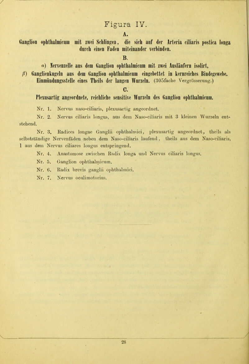 Figura lY. A. Ganglion ophtlialinieiiiu mit zwei Sclilingeu, die sich auf der Arteiia ciliaris postiea longa dnreh einen Faden miteinander verbinden. B. a) Nervenzelle aus dem Ganglion ophtlialmieum mit zwei Auslänfern isolirt, ß) Ganglienkugeln aus dem Ganglion oi»htlialmieum eingebettet in kernreiehes Bindegewebe. Einmiiudungsstelle eines Tlieils der langen Wurzeln. (305faciie Vergrösserung.) C. Plexusartig angeordnete, reichlielie sensitive Wurzeln des Ganglion oplitlialmiciim. Nr. 1, Nervus naso-ciliaris, plexusartig angeordnet. Nr. 2. Nervus ciliaris longus, aus dem Naso-ciliaris mit 3 kleinen Wurzeln ent- stehend. Nr. 3. Eadices longae Ganglii oplitlialmici, plexusartig angeordnet, theils als selbstständige Nervenfäden neben dem Naso-ciliaris laufend, theils aus dem Naso-ciliaris, 1 aus dem Nervus ciliares longus entspringend. Nr. 4. Anastomose zvrischen Radix longa und Nervus ciliaris longus. Nr. 5. Ganglion ophthalmicum. Nr. 6. Radix brevis ganglii ophthalmici. Nr. 7. Nervus oculimotorius.