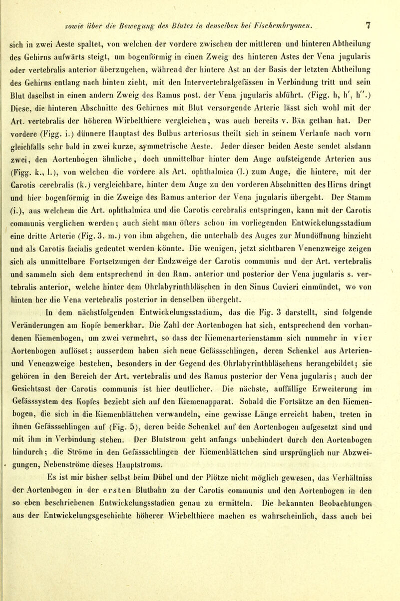 sich in zwei Aeste spaltet, von welchen der vordere zwischen der mittleren und hinteren Abtheilung des Gehirns aufwärts steigt, um bogenförmig in einen Zweig des hinteren Astes der Vena jugularis oder vertebralis anterior überzugehen, während der hintere Ast an der Basis der letzten Abtheilung des Gehirns entlang nach hinten zieht, mit den Intervertebralgefässen in Verbindung tritt und sein Blut daselbst in einen andern Zweig des Ramus post. der Vena jugularis abführt. (Figg. h, h', h.) Diese, die hinteren Abschnitte des Gehirnes mit Blut versorgende Arterie lässt sich wohl mit der Art. vertebralis der höheren Wirbelthiere vergleichen, was auch bereits v. Bär gethan hat. Der vordere (Figg. i.) dünnere Hauptast des Bulbus arteriosus theilt sich in seinem Verlaufe nach vorn gleichfalls sehr bald in zwei kurze, symmetrische Aeste. Jeder dieser beiden Aeste sendet alsdann zwei, den Aortenbogen ähnliche, doch unmittelbar hinter dem Auge aufsteigende Arterien aus (Figg. k., 1.), von welchen die vordere als Art. ophthalmica (1.) zum Auge, die hintere, mit der Carotis cerebralis (k.) vergleichbare, hinter dem Auge zu den vorderen Abschnitten des Hirns dringt und hier bogenförmig in die Zweige des Ramus anterior der Vena jugularis übergeht. Der Stamm (i.), aus welchem die Art. ophthalmica und die Carotis cerebralis entspringen, kann mit der Carotis communis verglichen werden; auch sieht man öfters schon im vorliegenden Entwickelungsstadium eine dritte Arterie (Fig. 3. m.) von ihm abgehen, die unterhalb des Auges zur Mundötfnung hinzieht und als Carotis facialis gedeutet werden könnte. Die wenigen, jetzt sichtbaren Venenzweige zeigen sich als unmittelbare Fortsetzungen der Endzweige der Carotis communis und der Art. vertebralis und sammeln sich dem entsprechend in den Ram. anterior und posterior der Vena jugularis s. ver- tebralis anterior, welche hinter dem Ohrlabyrinthbläschen in den Sinus Cuvieri einmündet, wo von hinten her die Vena vertebralis posterior in denselben übergeht. In dem nächstfolgenden Entwickelungsstadium, das die Fig. 3 darstellt, sind folgende Veränderungen am Kopfe bemerkbar. Die Zahl der Aortenbogen hat sich, entsprechend den vorhan- denen Kiemenbogen, um zwei vermehrt, so dass der Kiemenarterienstamm sich nunmehr in vier Aortenbogen auflöset; ausserdem haben sich neue Gefässschlingen, deren Schenkel aus Arterien- und Venenzweige bestehen, besonders in der Gegend des Ohrlabyrinthbläschens herangebildet; sie gehören in den Bereich der Art. vertebralis und des Ramus posterior der Vena jugularis; auch der Gesichtsast der Carotis communis ist hier deutlicher. Die nächste, auffällige Erweiterung im Gefässsyslem des Kopfes bezieht sich auf den Kiemenapparat. Sobald die Fortsätze an den Kiemen- bogen, die sich in die Kiemenblättcben verwandeln, eine gewisse Länge erreicht haben, treten in ihnen Gefässschlingen auf (Fig. 5), deren beide Schenkel auf den Aortenbogen aufgesetzt sind und mit ihm in Verbindung stehen. Der Blutstrom geht anfangs unbehindert durch den Aortenbogen hindurch; die Ströme in den Gefässschlingen der Kiemenblättcben sind ursprünglich nur Abzwei- gungen, Nebenströme dieses Hauptstroms. Es ist mir bisher selbst beim Döbel und der Plötze nicht möglich gewesen, das Verhältniss der Aortenbogen in der ersten Blutbahn zu der Carotis communis und den Aortenbogen in den so eben beschriebenen Entwiikelungsstadien genau zu ermitteln. Die bekannten Beobachtungen aus der Entwickelungsgescbichte höherer Wirbelthiere machen es wahrscheinlich, dass auch bei