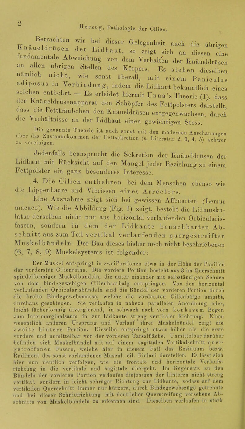 Betrachten wir bei diese, Gelegenheit auch die übrigen Knaueid e der Lidhaut, so zeigt sich an diesen eine fundamentale Abweichung von dem Verhalten der Knäueldrüsen an allen übrigen Stellen des Körpers. Es stehen dieselben aamhch nicht, wie sonst überall, mit einem Paniculus achposus in Verbindung, indem die Lidhaut bekanntlich eines solchen entbehrt. - Es erleidet hiermit Unna's Theorie (1), dass der Knaueid rüsenapparat den Schöpfer des Fettpolsters darstellt dass die Fettträubchen den Knäueldrüsen entgegenwachsen, durch die Verhaltnisse an der Lidhaut einen gewichtigen Stoss. Die genannte Theorie ist auch sonst mit den modernen Anschauungen Uber das Zustandekommen der Fettsekretion (s. Literatur 2, 3 4 5) schwer zu vereinigen. Jedenfalls beansprucht die Sekretion der Knäueldrüsen der Lidhaut mit Rücksicht auf den Mangel jeder Beziehung zu einem Fettpolster ein ganz besonderes Interesse. 4. Die Cilien entbehren bei dem Menschen ebenso wie die Lippenhaare und Vibrissen eines Arrectors. Eine Ausnahme zeigt sich bei gewissen Affenarten (Lemur macaco). Wie die Abbildung (Fig. 1) zeigt, besteht die Lidmusku- latur derselben nicht nur aus horizontal verlaufenden Orbicularis- fasern, sondern in dem der Lidkante benachbarten Ab- schnitt aus zum Teil vertikal verlaufenden quergestreiften M uskelbündeln. Der Bau dieses bisher noch nicht beschriebenen (6, 7, 8, 9) Muskelsystems ist folgender: Der Muskel entspringt in zweiPortionen etwa in der Höhe der Papillen der vordersten Cilienreihe. Die vordere Portion besteht aus 3 im Querschnitt spindelförmigen Muskelbiindeln, die unter einander mit selbständigen Sehnen von dem bindegewebigen Cilienhaarbalg entspringen. Von den horizontal verlaufenden Orbicularisbiindelu sind die Bündel der vorderen Portion durch die breite Bindegewebsmasso, welche die vordersten Cilienbälge umgibt, durchaus geschieden. Sie verlaufen in nahezu paralleler Anordnung oder, leicht fächerförmig divergierend, in schwach nach vorn konkavem Bogen zum Intermarginalsaum in zur Lidkante streng vertikaler Richtung. Einen wesentlich anderen Ursprung und Verlauf ihrer Muskelbündel zeigt die zweite hintere Portion. Dieselbe entspringt etwas höher als die erste vordere und unmittelbar vor der vorderen Tarsalfläche. Unmittelbar darüber befinden sich Muskelbündel mit auf einem sagittalen Vcrtikal.-chnitt quer* getroffenen Fasorn, welche hier in diesem Fall das Residuum bozw. Rudiment des sonst vorhandonen Muscul. eil. Rinlnni darstellen. Es lässt sich hier nun deutlich verfolgen, wio die frontale und horizontale Yerlaufs- richtung in die vertikale und sagittale übergeht. Im Gegensatz zu den Bündeln der vorderen Portion verlaufen diejenigen der hinteren nicht streng vertikal, sondern in leicht schräger Richtung zur Lidkante, sodass auf dem vertikalen Querschnitt immer nur kürzere, durch Bindcgewebszügo getrennte und bei dieser Schnittrichtung mit deutlicher Querstreifung versehene Ab- schnitte von Muskel bündeln zu erkennen sind. Dieselben verlaufen in stark