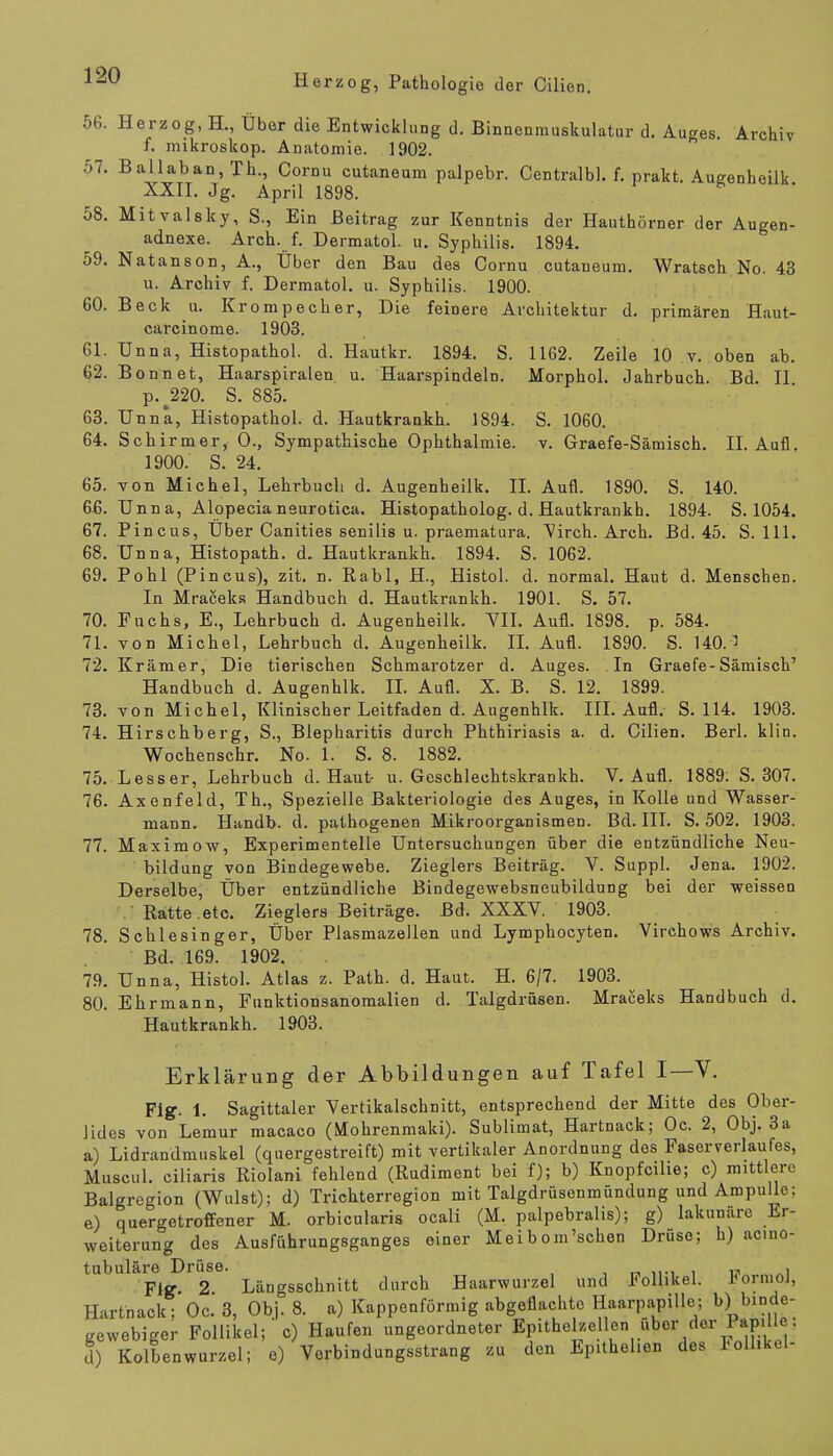 56. Herzog, H., Über die Entwicklung d. Binnenmuskulatur d. Auges Archiv f. mikroskop. Anatomie. 1902. 57. Ballaban, Th., Cornu cutaneum palpebr. Centralbl. f. prakt. Augenheilk XXII. Jg. April 1898. 58. Mitvalsky, S., Ein Beitrag zur Kenntnis der Hauthörner der Augen- adnexe. Aren. f. Dermatol. u. Syphilis. 1894. 59. Natanson, A., Über den Bau des Cornu cutaneum. Wratsch No. 43 u. Archiv f. Dermatol. u. Syphilis. 1900. 60. Beck u. Krompecher, Die feinere Architektur d. primären Haut- carcinome. 1903. 61. Unna, Histopathol. d. Hautkr. 1894. S. 1162. Zeile 10 v. oben ab. 62. Bonnet, Haarspiralen u. Haarspindeln. Morphol. Jahrbuch. Bd. II p.^220. S. 885. 63. Unna, Histopathol. d. Hautkrankh. 1894. S. 1060. 64. Schirmer, O., Sympathische Ophthalmie, v. Graefe-Sämisch. IL Aufl. 1900. S. 24. 65. von Michel, Lehrbuch d. Augenheilk. II. Aufl. 1890. S. 140. 66. Unna, Alopecianeurotica. Histopatholog. d. Hautkrankh. 1894. S. 1054. 67. Pincus, Über Canities senilis u. praematura. Virch. Arch. Bd. 45. S. 111. 68. Unna, Histopath. d. Hautkrankh. 1894. S. 1062. 69. Pohl (Pincus), zit. n. Rabl, H., Histol. d. normal. Haut d. Menschen. In Mraceks Handbuch d. Hautkrankh. 1901. S. 57. 70. Fuchs, E., Lehrbuch d. Augenheilk. VII. Aufl. 1898. p. 584. 71. von Michel, Lehrbuch d. Augenheilk. II. Aufl. 1890. S. 140.^ 72. Krämer, Die tierischen Schmarotzer d. Auges. In Graefe-Sämisch' Handbuch d. Augenhlk. II. Aufl. X. B. S. 12. 1899. 73. von Michel, Klinischer Leitfaden d. Augenhlk. III. Aufl. S. 114. 1903. 74. Hirschberg, S., Blepharitis durch Phthiriasis a. d. Cilien. Berl. klin. Wochenschr. No. 1. S. 8. 1882. 75. Lesser, Lehrbuch d. Haut- u. Geschlechtskranke V. Aufl. 1889. S. 307. 76. Axenfeld, Th., Spezielle Bakteriologie des Auges, in Kolle und Wasser- mann. Handb. d. pathogenen Mikroorganismen. Bd. III. S. 502. 1903. 77. Maximow, Experimentelle Untersuchungen über die entzündliche Neu- bildung von Bindegewebe. Zieglers Beiträg. V. Suppl. Jena. 1902. Derselbe, Über entzündliche Bindegewebsneubildung bei der weissen Ratte.etc. Zieglers Beiträge. Bd. XXXV. 1903. 78. Schlesinger, Über Plasmazellen und Lymphocyten. Virchows Archiv. Bd. 169. 1902. 79. Unna, Histol. Atlas z. Path. d. Haut. H. 6/7. 1903. 80. Ehrmann, Funktionsanomalien d. Talgdrüsen. Mraceks Handbuch d. Hautkrankh. 1903. Erklärung der Abbildungen auf Tafel I—V. Fig. 1. Sagittaler Vertikalschnitt, entsprechend der Mitte des Ober- lides von Lemur macaco (Mohrenmaki). Sublimat, Hartnack; Oc. 2, Obj. 3a a) Lidrandmuskel (quergestreift) mit vertikaler Anordnung des Faserverlaufes, Muscul. eiliaris Riolani fehlend (Rudiment bei f); b) Knopfcilie; c) mittlere Balgregion (Wulst); d) Trichterregion mit Talgdrüsenmündung und Ampulle: e) quergetroffener M. orbicularis oeali (M. palpebralis); g) lakuniirc Er- weiterung des Ausführungsganges einer Meibom'schen Drüse; h) aemo- tubuläre Drüse. ., , Flg. 2 Längsschnitt durch Haarwurzel und Follikel, l'oiniol, Hartnack; Oc. 3, Obj. 8. a) Kappenförmig abgeflachte Haarpapille; b)I binde- gewebiger Follikel;'c) Haufen ungeordneter Epithe^ellen über der Papille: d) Kolbenwurzel; e) Verbindungsstrang zu den Epithelien des Folhkel-