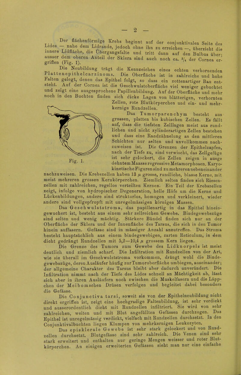 De, flachenformige Krebs beginnt auf der conjunktivalen Seite des Lides - nahe dem Lidrande, jedoch ohne ihn zu erreichen-, überzieht die innere Lidflache, die Ubergangsfalte und tritt dann auf den Bulbus über- ausser dem oberen Anteil der Sklera sind auch noch ca. »A der Cornea er- griffen (rig. 1). Die Neubildung trägt die Kennzeichen eines echten verhornenden Flattenepithelcarzinoms. Die Oberfläche ist in zahlreiche und hohe JJ alten gelegt, denen das Epithel folgt, so dass ein zottenartiger Bau ent- steht. Auf der Cornea ist die Geschwulstoberfläche viel weniger gebuchtet und zeigt eine ausgesprochene Papillenbildung. Auf der Oberfläche und mehr noch in den Buchten finden sich dicke Lagen von blätterigen, verhornten Zellen, rote Blutkörperchen und ein- und mehr- kernige Rundzellen. Das Tumorparen chym besteht aus grossen, platten bis kubischen Zellen. Es fällt auf, dass die tiefsten Zelllagen meist aus rund- lichen und nicht zylinderartigen Zellen bestehen und dass eine Randzähnelung an den mittleren Schichten nur selten und unvollkommen nach- zuweisen ist. Die. Grenzen der Epithelzapfen, nach der Tiefe zu, sind verwischt, das Zellgefüge j,.^ - ist sehr gelockert, die Zellen zeigen in ausge °' ' dehntem Maasse regressive Metamorphosen. Karyo- kinetische Figuren sind zu mehreren nebeneinander nachzuweisen. Die Krebszellen haben 13 ß grosse, rundliche, blasse Kerne, mit meist mehreren grossen Kerukörperchen. Ziemlich selten finden sich Riesen- zellen mit zahlreichen, regellos verteilten Kernen. Ein Teil der Krebszellen zeigt, infolge von hydropischer Degeneration, helle Höfe um die Kerne und Lückenbildungen, andere sind strukturlos, homogen und verkleinert, wieder andere sind vollgepfropft mit unregelmässigen körnigen Massen. Das Geschwulststroma, das papillenartig in das Epithel hinein- gewuchert ist, besteht aus einem sehr zellreichen Gewebe. Bindegewebszüge sind selten und wenig mächtig. Stärkere Bündel finden sich nur an der Oberfläche der Sklera und der Innenfläche des Tarsus, die sich in den Tumor hinein auffasern. Gefässe sind in mässiger Anzahl anzutreffen. Das Stroma besteht hauptsächlich aus einem bindegewebigen, zarten Reticulum, in dem dicht gedrängt Rundzellen mit 5,2—10,4 ft grossem Kern liegen. Die Grenze des Tumors zum Gewebe des Lidknorpels ist meist deutlich und ziemlich scharf. Die Infiltration mit Rundzellen von der Art, wie sie überall im Geschwulststroma vorkommen, drängt wohl die Binde- gewebszüge, deren Ausläufer häufig zur Tumoroberfläche umbiegen, auseinander; der allgemeine Charakter des Tarsus bleibt aber dadurch unverändert. Die Infiltration nimmt nach der Tiefe des Lides schnell an Mächtigkeit ab, lässt sich aber in ihren Ausläufern noch zwischen die Muskelfasern und die Läpp- chen der Meibomschen Drüsen verfolgen und begleitet dabei besonders die Gefässe. Die Conjunctiva tarsi, soweit sie von der Epithelneubildung nicht direkt ergriffen ist, zeigt eine hochgradige Faltenbildung, ist sehr verdickt und ausserordentlich dicht mit Rundzellen infiltriert. Sie wird von sehr zahlreichen, weiten und mit Blut angefüllten Gefässen durchzogen. Das Epithel ist unregelmässig verdickt, vielfach mit Rundzellen durchsetzt. In den Conjunktivalbuchten liegen Klumpen von mehrkernigen Leukozyten. Das episklerale Gewebe ist sehr stark gelockert und von RuDd- zellen durchsetzt. Blutgefässe sind sehr zahlreich. Die Venen sind sehr stark erweitert und enthalten nur geringe Mengen weisser und roter Blut- körperchen. An einigen erweiterten Gefässen sieht man nur eine einfache