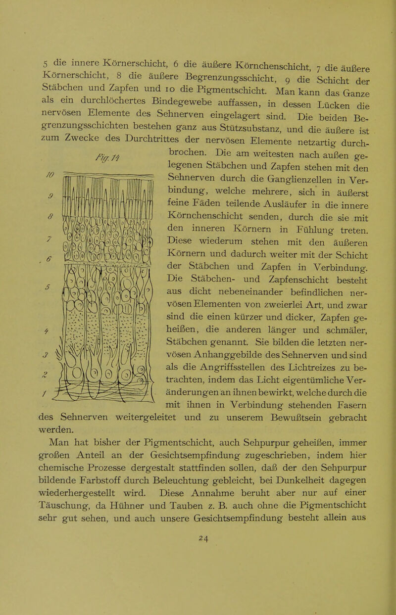 5 die innere Körnerschicht, 6 die äußere Körnchenschicht, 7 die äußere Körnerschicht, 8 die äußere Begrenzungsschicht, 9 die Schicht der Stäbchen und Zapfen und 10 die Pigmentschicht. Man kann das Ganze als ein durchlöchertes Bindegewebe auffassen, in dessen Lücken die nervösen Elemente des Sehnerven eingelagert sind. Die beiden Be- grenzungsschichten bestehen ganz aus Stützsubstanz, und die äußere ist zum Zwecke des Durchtrittes der nervösen Elemente netzartig durch- brochen. Die am weitesten nach außen ge- legenen Stäbchen und Zapfen stehen mit den Sehnerven durch die Ganglienzellen in Ver- bindung, welche mehrere, sich' in äußerst feine Fäden teilende Ausläufer in die innere Körnchenschicht senden, durch die sie mit den inneren Körnern in Fühlung treten. Diese wiederum stehen mit den äußeren Körnern und dadurch weiter mit der Schicht der Stäbchen und Zapfen in Verbindung. Die Stäbchen- und Zapfenschicht besteht aus dicht nebeneinander befindlichen ner- vösen Elementen von zweierlei Art, und zwar sind die einen kürzer und dicker, Zapfen ge- heißen, die anderen länger und schmäler, Stäbchen genannt. Sie bilden die letzten ner- vösen Anhanggebilde des Sehnerven und sind als die Angriffsstellen des Lichtreizes zu be- trachten, indem das Licht eigentümliche Ver- änderungen an ihnen bewirkt, welche durch die mit ihnen in Verbindung stehenden Fasern des Sehnerven weitergeleitet und zu unserem Bewußtsein gebracht werden. Man hat bisher der Pigmentschicht, auch Sehpurpur geheißen, immer großen Anteil an der Gesichtsempfindung zugeschrieben, indem hier chemische Prozesse dergestalt stattfinden sollen, daß der den Sehpurpur bildende Farbstoff durch Beleuchtung gebleicht, bei Dunkelheit dagegen wiederhergestellt wird. Diese Annahme beruht aber nur auf einer Täuschung, da Hühner und Tauben z. B. auch ohne die Pigmentschicht sehr gut sehen, und auch unsere Gesichtsempfindung besteht allein aus