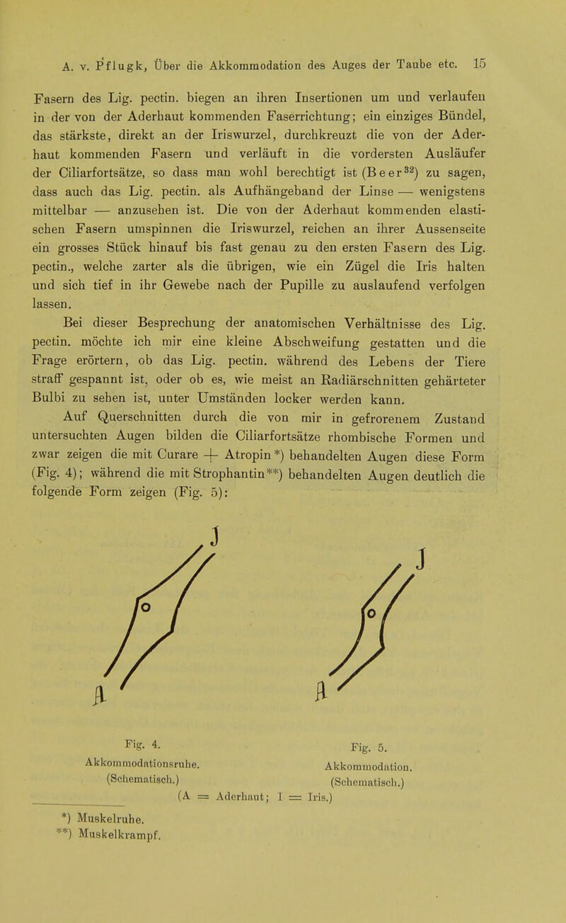 Fasern des Lig. pectin. biegen an ihren Insertionen um und verlaufen in der von der Aderhaut kommenden Faserrichtung; ein einziges Bündel, das stärkste, direkt an der Iriswurzel, durchkreuzt die von der Ader- haut kommenden Fasern und verläuft in die vordersten Ausläufer der Ciliarfortsätze, so dass mau wohl berechtigt ist(Beer^^) zu sagen, dass auch das Lig. pectin. als Aufhängeband der Linse — wenigstens mittelbar — anzusehen ist. Die von der Aderhaut kommenden elasti- schen Fasern umspinnen die Iriswurzel, reichen an ihrer Aussenseite ein grosses Stück hinauf bis fast genau zu den ersten Fasern des Lig. pectin., welche zarter als die übrigen, wie ein Zügel die Iris halten und sich tief in ihr Gewebe nach der Pupille zu auslaufend verfolgen lassen. Bei dieser Besprechung der anatomischen Verhältnisse des Lig. pectin, möchte ich mir eine kleine Abschweifung gestatten und die Frage erörtern, ob das Lig. pectin, während des Lebens der Tiere straff gespannt ist, oder ob es, wie meist an Radiärschnitten gehärteter Bulbi zu sehen ist, unter Umständen locker werden kann. Auf Querschnitten durch die von mir in gefrorenem Zustand untersuchten Augen bilden die Ciliarfortsätze rhombische Formen und zwar zeigen die mit Curare -|- Atropin *) behandelten Augen diese Form (Fig. 4); während die mit Strophantin**) behandelten Augen deutlich die folgende Form zeigen (Fig. o): Fig. 4. Akkommodationsruhe. (Schematisch.) Fig. 5. Akkommodation. (Schematisch.) (A = Aderhaut; I = Iris.) *) Muskelruhe. ■*) Muskelkrampf.