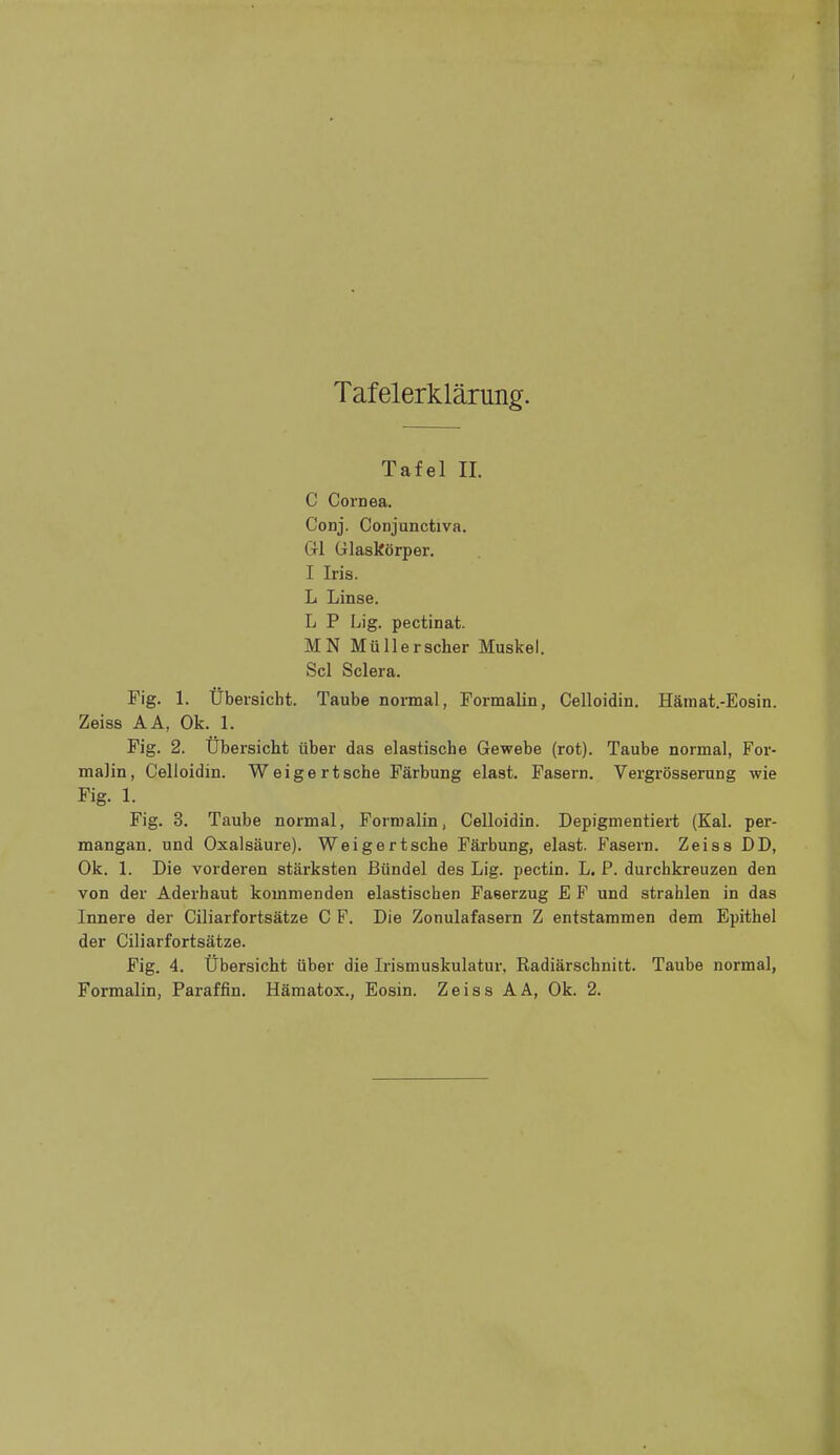 Tafel II. C Cornea. Conj. Conjunctiva. Gl Glaskörper. I Iris. L Linse. L P Lig. pectinat. MN Müller scher Muskel. Sei Sclera. Fig. 1. Übersicht. Taube noi-mal, Pormalin, Celloidin. Hämat.-Eosin. Zeiss AA, Ok. 1. Fig. 2. Übersicht über das elastische Gewebe (rot). Taube normal, For- malin, Celloidin. Weigert sehe Färbung elast. Fasern. Vergrösserung wie Fig. 1. Fig. 3. Taube normal, Forroalin, Celloidin. Depigmentieii (Kai. per- mangan. und Oxalsäure). Weigertsche Färbung, elast. Fasern. Zeiss DD, Ok. 1. Die vorderen stärksten Bündel des Lig. pectin. L, P. durchkreuzen den von der Aderhaut kommenden elastischen Faeerzug E F und strahlen in das Innere der Ciliarfortsätze C F. Die Zonulafasern Z entstammen dem Epithel der Ciliarfortsätze. Fig. 4. Übersicht über die Irismuskulatur, Radiärschnitt. Taube normal,