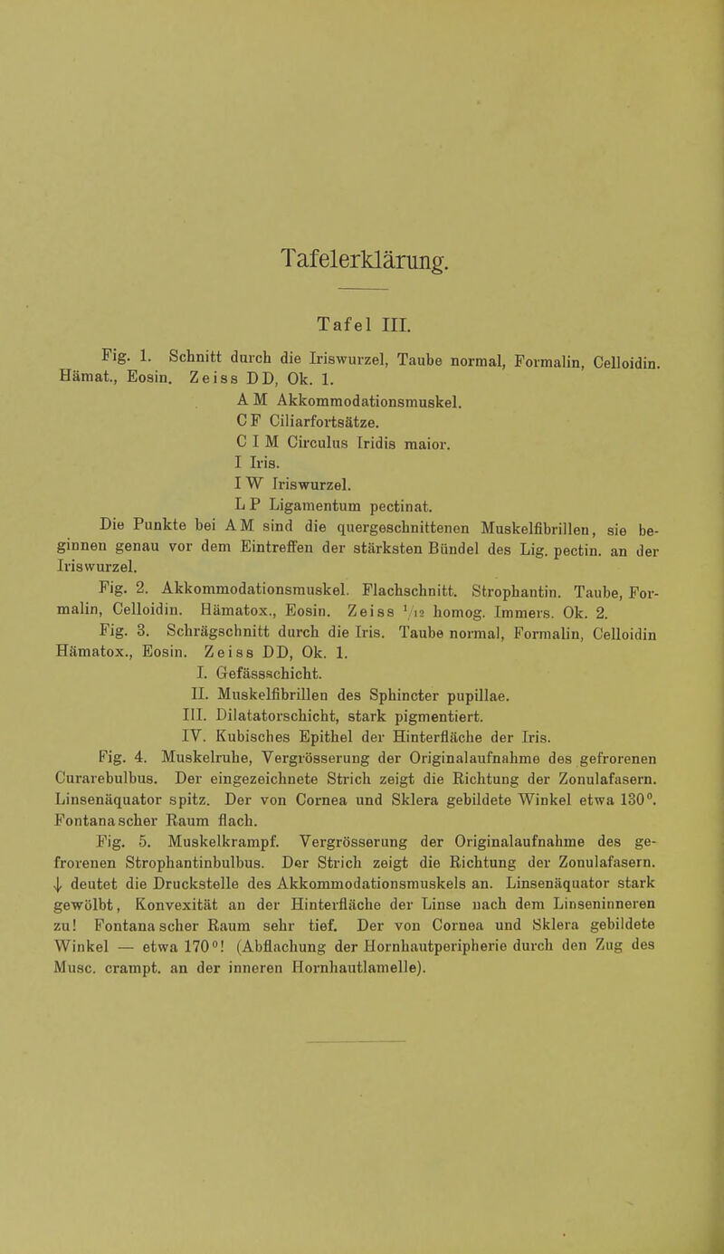 Tafel III. Fig. 1. Schnitt durch die Iriswuizel, Taube normal, Foimalin, Celloidin. Hämat., Eosin. Zeiss DD, Ok. 1. AM Akkommodationsmuskel. CF Ciliarfoiiaätze. C I M Circulus Iridis maior. I Iris. IW Iriswurzel. L P Ligamentum pectinat. Die Punkte bei AM sind die quergeschnittenen Muskelfibrillen, sie be- ginnen genau vor dem Eintreffen der stärksten Bündel des Lig. pectin. an der Iris Wurzel. Fig. 2. Akkommodationsmuskel. Flachschnitt. Strophantin. Taube, For- malin, Celloidin. Hämatox., Eosin. Zeiss V'^ homog. Immers. Ok. 2. Fig. 3. Schrägschnitt durch die Iris. Taube normal, Formalin, Celloidin Hämatox., Eosin. Zeiss DD, Ok. 1. I. Gefässschicht. II. Muskelfibrillen des Sphincter pupillae. III. Dilatatorschicht, stark pigmentiert. IV. Kubisches Epithel der Hinterfläche der Iris. Fig. 4. Muskelruhe, Vergrösserung der Originalaufnahme des gefrorenen C'urarebulbus. Der eingezeichnete Strich zeigt die Richtung der Zonulafasern. Linsenäquator spitz. Der von Cornea und Sklera gebildete Winkel etwa 130. Fontana scher Raum flach. Fig. 5. Muskelkrampf. Vergrösserung der Originalaufnahme des ge- frorenen Strophantinbulbus. Der Strich zeigt die Richtung der Zonulafasern. ■l deutet die Druckstelle des Akkommodationsmuskels an. Linsenäquator stark gewölbt, Konvexität an der Hinterfläche der Linse nach dem Linseninneren zu! Fontana scher Raum sehr tief. Der von Cornea und Sklera gebildete Winkel — etwa 170! (Abflachung der Hornhantperipherie durch den Zug des Muse, crampt. an der inneren Hornhautlamelle).