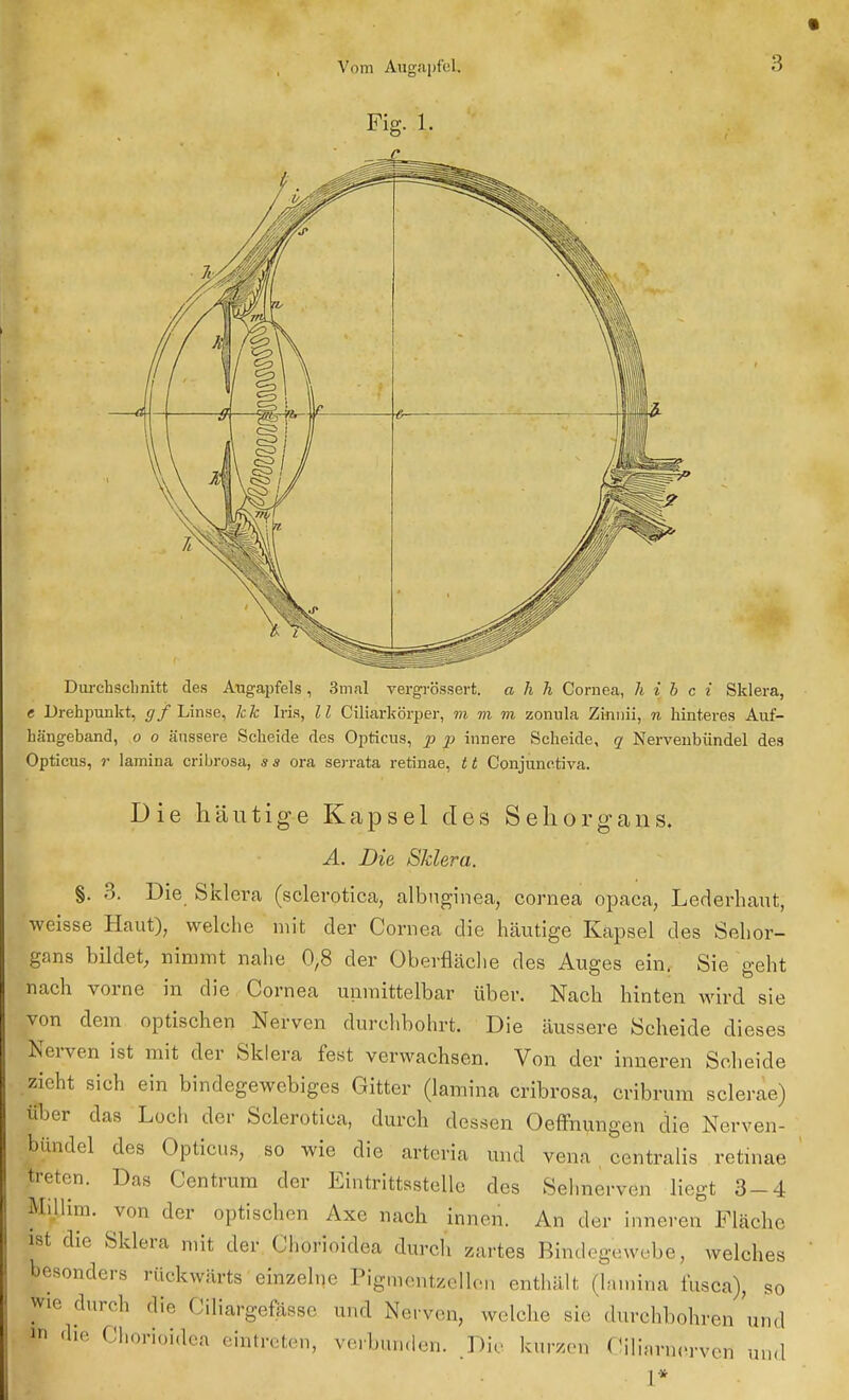 Vom Augapfel. Fig. 1. Durchschnitt des Augapfels, 3mal vergrössert. a h h Cornea, h i b c i Sklera, c Drehpunkt, (//Linse, kk Iris, II Ciliarkörper, m m m zonula Zinnii, n hinteres Auf- hängeband, o o äussere Scheide des Opticus, p p innere Scheide, q Nervenbündel des Opticus, r lamina cribrosa, s s ora serrata retinae, 11 Conjunetiva. Die häutige Kapsel des Sehorgans. A. Die Sklera. §. 3. Die Sklera (sclerotica, albnginea, cornea opaea, Lederhaut, weisse Haut), welche mit der Cornea die häutige Kapsel des Sehor- gans bildet, nimmt nahe 0,8 der Oberfläche des Auges ein. Sie geht nach vorne in die Cornea unmittelbar über. Nach hinten wird sie von dem optischen Nerven durchbohrt. Die äussere Scheide dieses Nerven ist mit der Sklera fest verwachsen. Von der inneren Scheide geht sich ein bindegewebiges Gitter (lamina cribrosa, cribrum sclerae) über das Loch der Sclerotica, durch dessen Oeffnungen die Nerven- bündel des Opticus, so wie die arteria und vena centralis retinae treten. Das Centrum der Eintrittsstelle des Sehnerven liegt 3-4 RKllim. von der optischen Axe nach innen. An der inneren Fläche ist die .Sklom mit der Chorioidea durch zartes Bindegewebe, welches besonders rückwärts einzelne Pigmentzellen enthält (lamina fusca), so foe durch die Ciliargefässe und Nerven, welche sie durchbohren und »i die Chorioidea eintreten, verbunden. Die kurzen Ciliarnerveri und L*