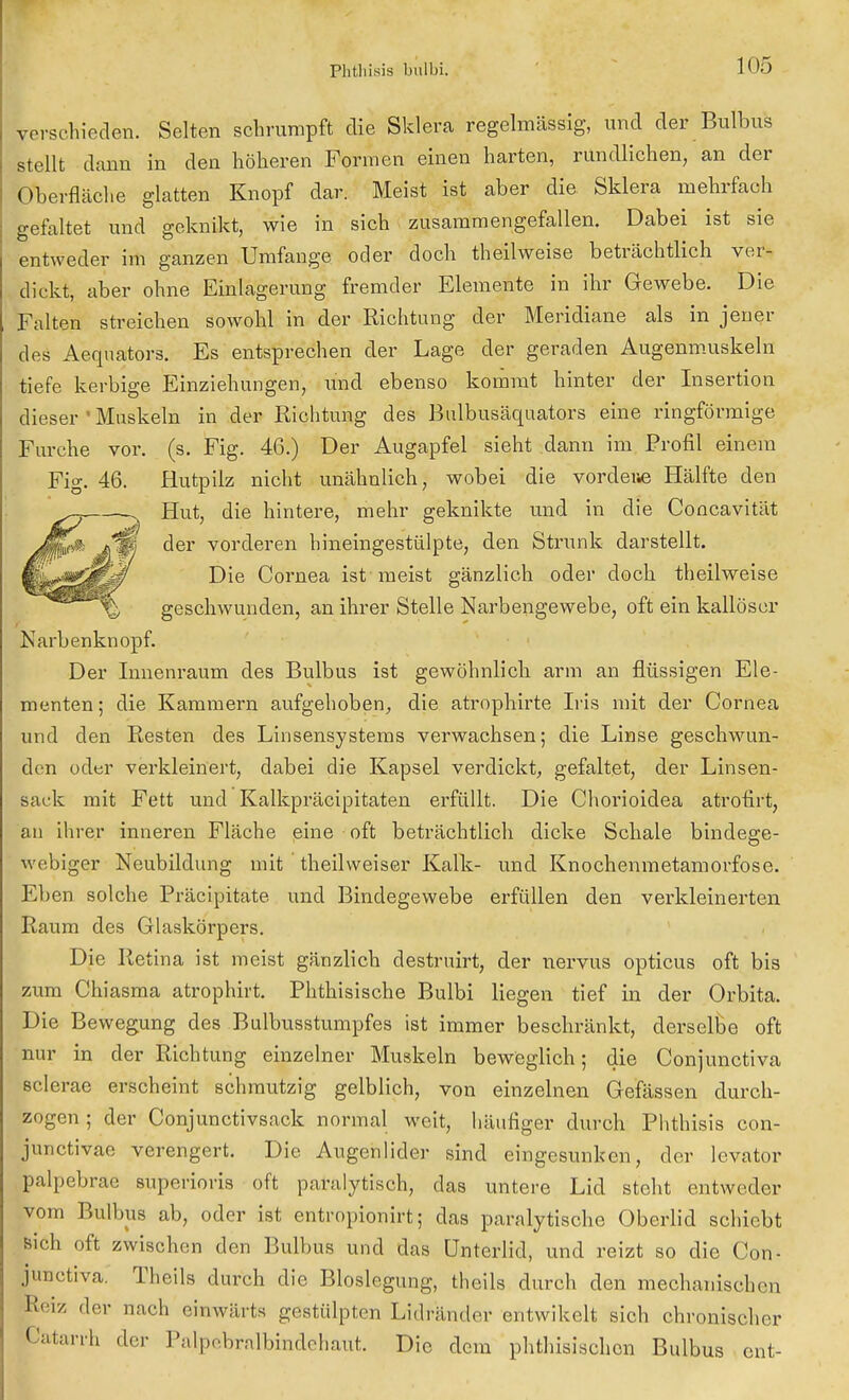 verschieden. Selten schrumpft die Sklera regelmässig, und der Bulbus stellt dann in den höheren Formen einen harten, rundlichen, an der Oberfläche glatten Knopf dar. Meist ist aber die Sklera mehrfach gefaltet und geknikt, wie in sich zusammengefallen. Dabei ist sie entweder im ganzen Umfange oder doch theilweise beträchtlich ver- dickt, aber ohne Einlagerung fremder Elemente in ihr Gewebe. Die Falten streichen sowohl in der Richtung der Meridiane als in jener des Aequators. Es entsprechen der Lage der geraden Augenmuskeln tiefe kerbige Einziehungen, und ebenso kommt hinter der Insertion dieser ' Muskeln in der Richtung des Bulbusäquators eine ringförmige Furche vor. (s. Fig. 46.) Der Augapfel sieht dann im Profil einein Fig. 46. Hutpilz nicht unähnlich, wobei die vordere Hälfte den Hut, die hintere, mehr geknikte und in die Concavität der vorderen hineingestülpte, den Strunk darstellt. Die Cornea ist meist gänzlich oder doch theilweise geschwunden, an ihrer Stelle Narbengewebe, oft ein kallöscr Narbenknopf. Der Innenraum des Bulbus ist gewöhnlich arm an flüssigen Ele- menten ; die Kammern aufgehoben, die atrophirte Iiis mit der Cornea und den Resten des Linsensystems verwachsen; die Linse geschwun- den oder verkleinert, dabei die Kapsel verdickt, gefaltet, der Linsen- saek mit Fett und Kalkpräcipitaten erfüllt. Die Chorioidea atrofirt, an ihrer inneren Fläche eine oft beträchtlich dicke Schale bindege- webiger Neubildung mit theilweiser Kalk- und Knochenmetamorfose. Elten solche Präcipitate und Bindegewebe erfüllen den verkleinerten Raum des Glaskörpers. Die Retina ist meist gänzlich destruirt, der nervus opticus oft bis zum Chiasma atrophirt. Phthisische Bulbi liegen tief in der Orbita. Die Bewegung des Bulbusstumpfes ist immer beschränkt, derselbe oft nur in der Richtung einzelner Muskeln beweglich; die Conjunctiva sclerae erscheint schmutzig gelblich, von einzelnen Gefässen durch- zogen ; der Conjunctivsack normal weit, häufiger durch Phthisis con- junctivae verengert. Die Augenlider sind eingesunken, der levator palpebrae superioris oft paralytisch, das untere Lid steht entweder vom Bulbus ab, oder ist entropionirt; das paralytische Oberlid schiebt Bich oft zwischen den Bulbus und das Unterlid, und reizt so die Con- junctiva. Theils durch die Bloslegung, theils durch den mechanischen Reiz der nach einwärts gestülpten Lidränder entwikelt sich chronisch.. Catarrh der Palpebralbindehaiit. Die dem phthisischen Bulbus ent er