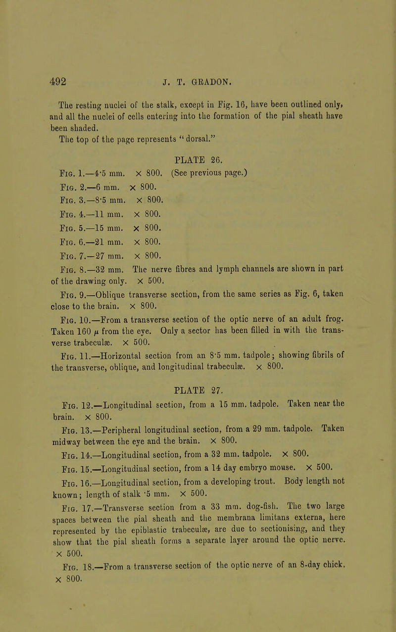 The resting nuclei of the stalk, except in Fig. 16, have been outlined only, and all the nuclei of cells entering into the formation of the pial sheath have been shaded. The top of the page represents  dorsal. PLATE 26. Pig. 1.—4-5 mm. X 800. (See previous page.) Pig. 2.-6 mm. x 800. Fig. 3.-8-5 mm. x 800. Pig. 4.—11 mm. x 800. Fig. 5.—15 mm. x 800. Fig. 6.—21 mm. X 800. Pig. 7.-27 mm. X 800. Fig. 8.-32 mm. The nerve fibres and lymph channels are shown in part of the drawing only. X 500. YiQ, 9.—Oblique transverse section, from the same series as Fig. 6, taken close to the brain, x 800. Pig. 10.—Prom a transverse section of the optic nerve of an adult frog. Taken 160 n from the eye. Only a sector has been filled in with the trans- verse trabeculse. X 500. Pig. 11.—Horizontal section from an 8*5 mm. tadpole; showing fibrils of the transverse, oblique, and longitudinal trabeculse. x 800. PLATE 27. Pig. 12.—Longitudinal section, from a 15 mm. tadpole. Taken near the brain, x 800. Pig. 13.—Peripheral longitudinal section, from a 29 mm. tadpole. Taken midway between the eye and the brain. X 800. Pig. 14.—Longitudinal section, from a 32 mm. tadpole. X 800. Pig. 15.—Longitudinal section, from a 14 day embryo mouse. X 500. Pig. 16.—Longitudinal section, from a developing trout. Body length not known; length of stalk -5 mm. X 500. Fig. 17.—Transverse section from a 33 mm. dog-fish. The two large spaces between the pial sheath and the membrana limitans externa, here represented by the epiblastic trabeculse, are due to sectionising, and they show that the pial sheath forms a separate layer around the optic nerve. X 500. Fig. 18.—From a transverse section of the optic nerve of an 8-day chick. X 800.