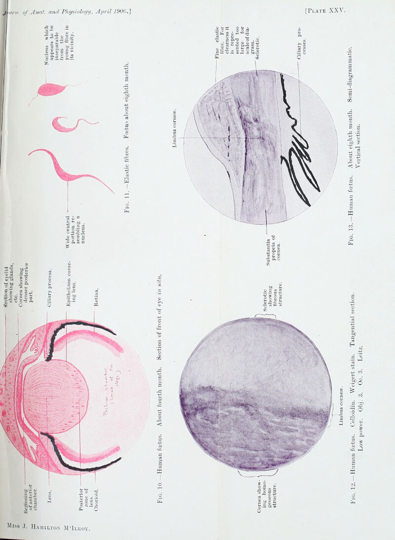 of Altai, mid Physiology, April 1906*1 ■a s <u o o cm q tss .1. Hamilton M'Iluoy, [Plate XXV.