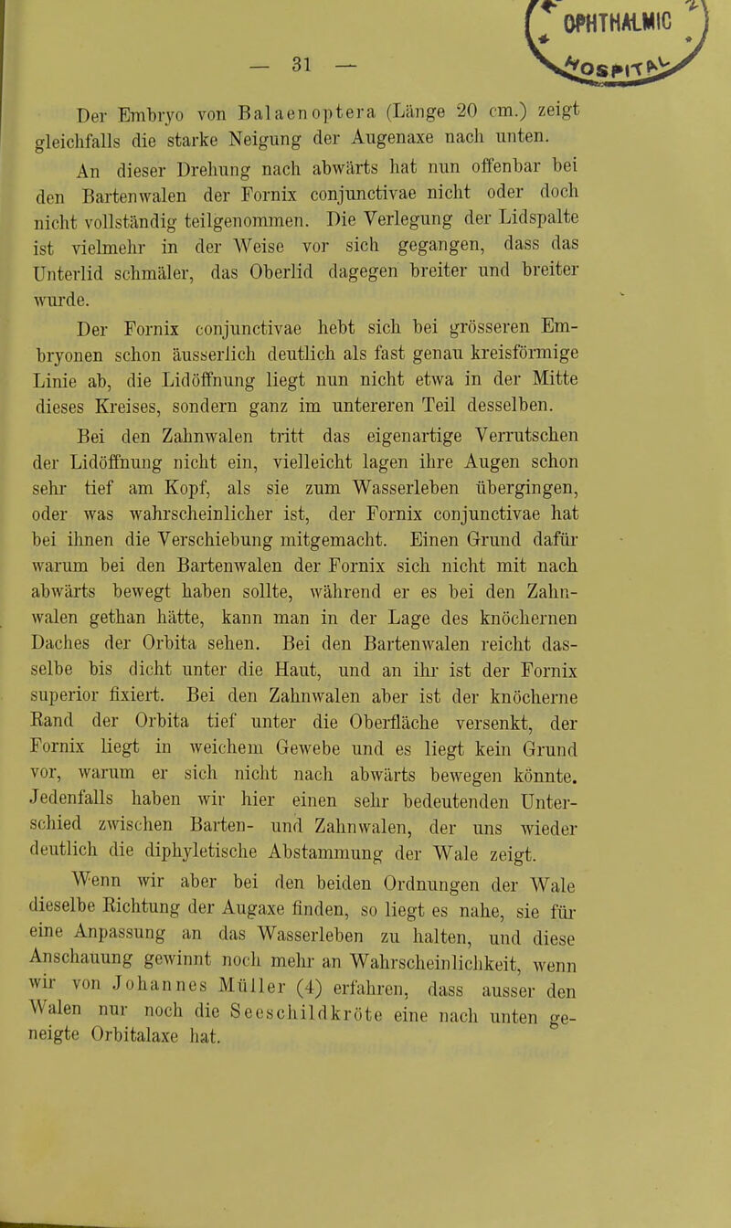 Der Embryo von Balaenoptera (Länge 20 cm.) zeigt gleichfalls die starke Neigung der Augenaxe nach unten. An dieser Drehung nach abwärts hat nun offenbar bei den Bartenwalen der Fornix conjunctivae nicht oder doch nicht vollständig teilgenommen. Die Verlegung der Lidspalte ist vielmehr in der Weise vor sich gegangen, dass das Unterlid schmäler, das Oberlid dagegen breiter und breiter wurde. Der Fornix conjunctivae hebt sich bei grösseren Em- bryonen schon äusserlich deutlich als fast genau kreisförmige Linie ab, die Lid Öffnung liegt nun nicht etwa in der Mitte dieses Kreises, sondern ganz im untereren Teil desselben. Bei den Zahnwalen tritt das eigenartige Verrutschen der Lidöffnung nicht ein, vielleicht lagen ihre Augen schon sehr tief am Kopf, als sie zum Wasserleben übergingen, oder was wahrscheinlicher ist, der Fornix conjunctivae hat bei ihnen die Verschiebung mitgemacht. Einen Grund dafür warum bei den Bartenwalen der Fornix sich nicht mit nach abwärts bewegt haben sollte, während er es bei den Zahn- walen gethan hätte, kann man in der Lage des knöchernen Daches der Orbita sehen. Bei den Bartenwalen reicht das- selbe bis dicht unter die Haut, und an ihr ist der Fornix superior fixiert. Bei den Zahnwalen aber ist der knöcherne Band der Orbita tief unter die Oberfläche versenkt, der Fornix liegt in weichem Gewebe und es liegt kein Grund vor, warum er sich nicht nach abwärts bewegen könnte. Jedenfalls haben wir hier einen sehr bedeutenden Unter- schied zwischen Barten- und Zahnwalen, der uns wieder deutlich die diphyletische Abstammung der Wale zeigt. Wenn wir aber bei den beiden Ordnungen der Wale dieselbe Richtung der Augaxe finden, so liegt es nahe, sie für eine Anpassung an das Wasserleben zu halten, und diese Anschauung gewinnt noch mehr an Wahrscheinlichkeit, wenn wir von Johannes Müller (4) erfahren, dass ausser den W alen nur noch die Seeschildkröte eine nach unten ge- neigte Orbitalaxe hat.