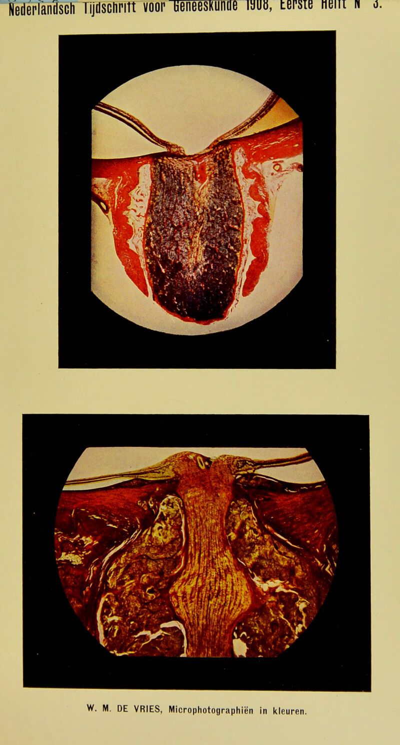 W. M. DE VRIES, Microphotographiën in kleuren.