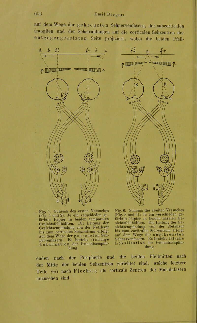 auf dem Wege der gekreuzten Sehnervenfasern, der subcorticalen Ganglien und der Sehstrahlungen auf die corticalen Sehzentren der entgegengesetzten Seite projiziert, wobei die beiden Pfeil- Fig. 5. Schema des ersten Versuches (Fig. 1 und 2): Je ein verschieden ge- färbtes Papier in beiden temporalen Gesichtsfeldhälften. Die Leitung der Gesicbtsempfindung von der Netzhaut bis zum corticalen Sehzentrum erfolgt auf dem Wege der gekreuzten Seh- nervenfasern. Es besteht richtige Lokalisation der Gesichtsempfin- dung. Fig. 6. Schema des zweiten Versuches (Fig. 3 und 4): Je ein verschieden ge- färbtes Papier in beiden nasalen Ge- sichtsfeldhälften. Die Leitung der Ge- sichtsempfindung von der Netzhaut bis zum corticalen Sehzentrum erfolgt anf dem Wege der ungekreuzten Sehnervenfasern. Es besteht falsche Lokalisation der Gesichtsempfin- dung. enden nach der Peripherie und die beiden Pfeilmitten nach der Mitte der beiden Sehzentren gerichtet sind, welche letztere Teile (m) nach Flechsig als corticale Zentren der Maculafasern anzusehen sind.