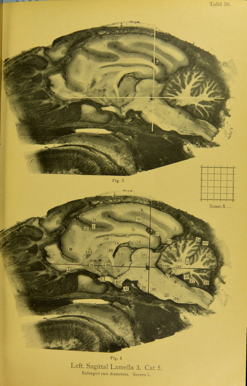 Fig. 3 J *- Screen 5. Fig. 4 Left. Sagittal Lamella 3. Cat 5.