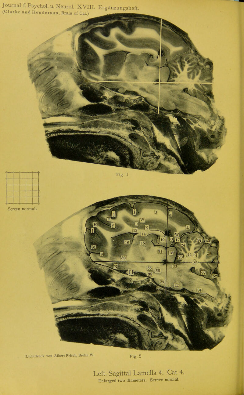 Lichtdruck von Albert Frisch, Berlin W. pjg 2 Left. Sagittal Lamella 4. Cat 4.