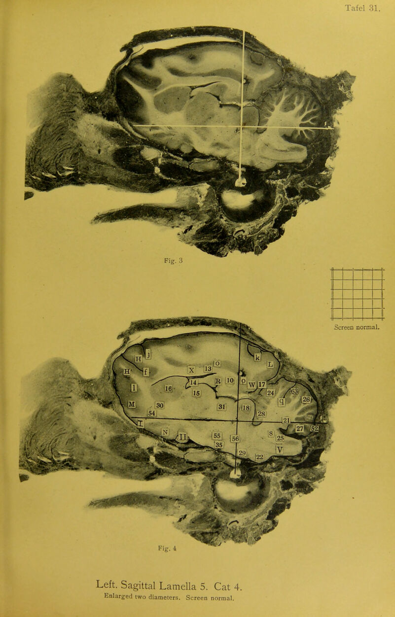 Left. Sagittal Lamella 5. Cat 4.