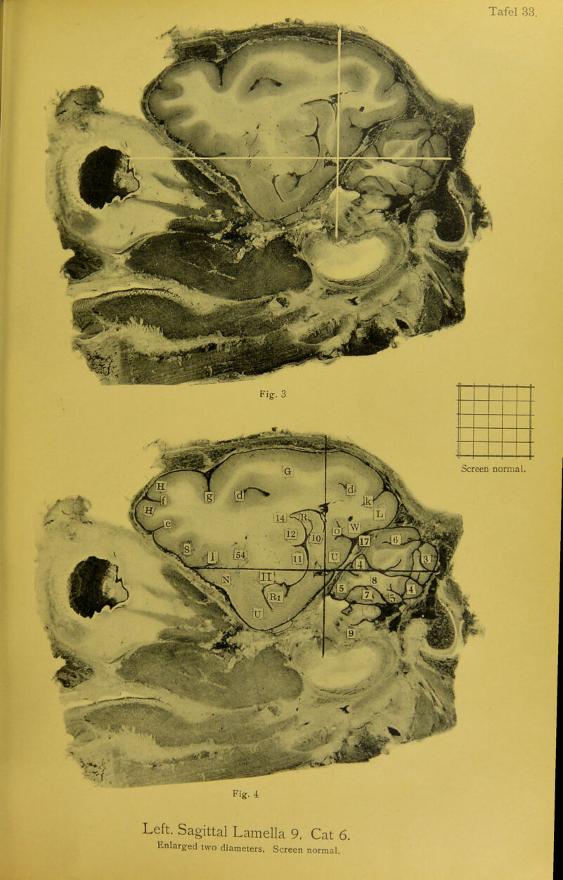 Fig. 4 Left. Sagittal Lamella 9. Cat 6.