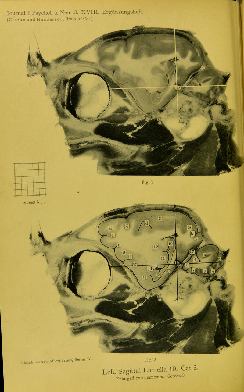 (Clarke and Henderson, Brain of Cat.) 1 \ 1 1 t Fig. 1 Screen 3.... Lichtdruck von Albert Friicb, Berlin W. Fig/2 Left. Sagittal Lamella 10. Cat 3.