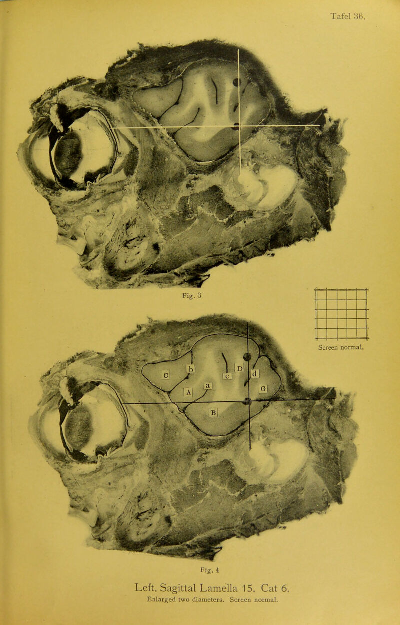 Fig. 4 Left. Sagittal Lamella 15. Cat 6.