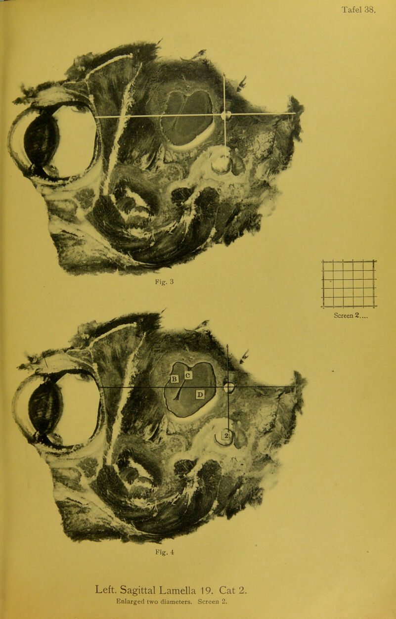 Screen 2.... Fig. 4 Left. Sagittal Lamella 19. Cat 2.