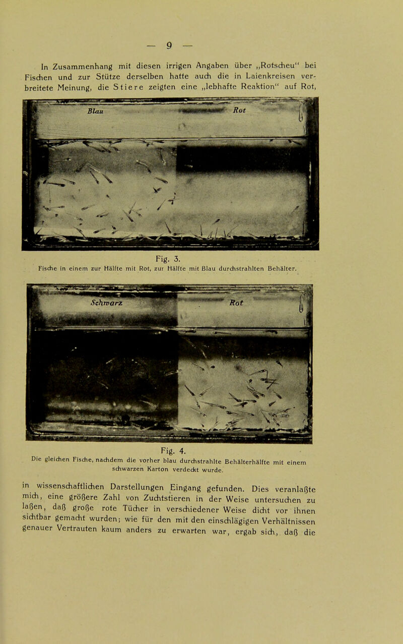 In Zusammenhang mit diesen irrigen Angaben über „Rotscheu bei Fischen und zur Stütze derselben hatte auch die in Laienkreisen ver- breitete Meinung, die Stiere zeigten eine „lebhafte Reaktion auf Rot, Fig. 3. Fische in einem zur Hälfte mit Rot, zur Hälfte mit Blau durchstrahlten Behälter. -V.. Fig. 4. Die gleichen Fische, nachdem die vorher blau durchstrahlte Behälterhälfte mit einem schwarzen Karton verdeckt wurde. in wissenschaftlichen Darstellungen Eingang gefunden. Dies veranlagte mich, eine größere Zahl von Zuchtstieren in der Weise untersuchen zu laßen, daß große rote Tücher in verschiedener Weise dicht vor ihnen sichtbar gemacht wurden; wie für den mit den einschlägigen Verhältnissen genauer Vertrauten kaum anders zu erwarten war, ergab sich, daß die