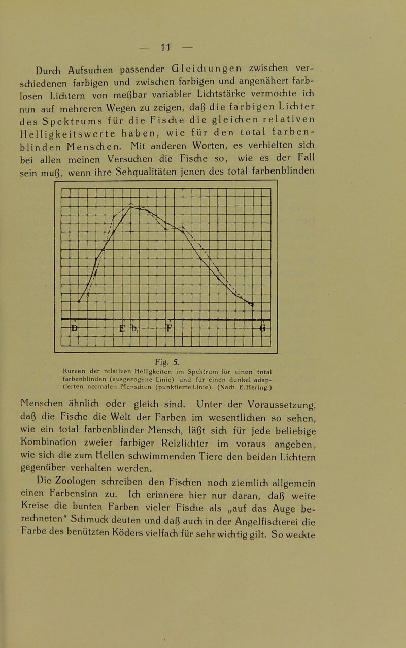 Durch Aufsuchen passender Gleichungen zwischen ver- schiedenen farbigen und zwischen farbigen und angenähert farb- losen Lichtern von meßbar variabler Lichtstärke vermochte ich nun auf mehreren Wegen zu zeigen, daß die farbigen Lichter des Spektrums für die Fische die gleichen relativen Helligkeitswerte haben, wie für den total farben- blinden Menschen. Mit anderen Worten, es verhielten sich bei allen meinen Versuchen die Fische so, wie es der Fall sein muß, wenn ihre Sehqualitäten jenen des total farbenblinden ' / r —r / \ Ii >- — | / \ 1 • ■ ■—' -c- —. t f- 1 p- B F- 1 Fig. 5. Kurven der rclafiven Helligkeiten im Spektrum für einen total farbenblinden (ausgezogene Linie) und für einen dunkel adap- tierten normalen Menschen (punktierte Linie). (Nach E.Hering.) Menschen ähnlich oder gleich sind. Unter der Voraussetzung, daß die Fische die Welt der Farben im wesentlichen so sehen, wie ein total farbenblinder Mensch, läßt sich für jede beliebige Kombination zweier farbiger Reizlichter im voraus angeben, wie sich die zum Hellen schwimmenden Tiere den beiden Lichtern gegenüber verhalten werden. Die Zoologen schreiben den Fischen noch ziemlich allgemein einen Farbensinn zu. Ich erinnere hier nur daran, daß weite Kreise die bunten Farben vieler Fische als „auf das Auge be- rechneten Schmuck deuten und daß auch in der Angelfischerei die Farbe des benützten Köders vielfach für sehr wichtig gilt. So weckte