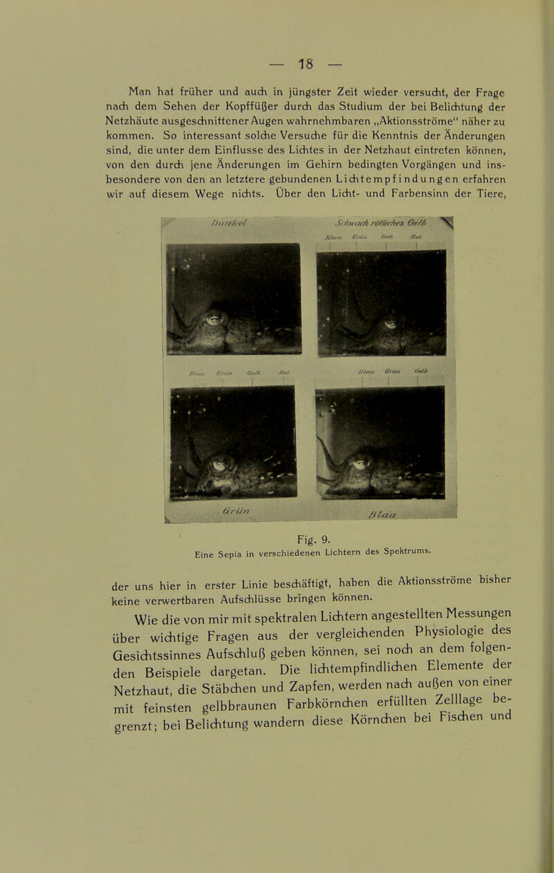 Man hat früher und auch in jüngster Zeit wieder versucht, der Frage nach dem Sehen der Kopffüßer durch das Studium der bei Belichtung der Netzhäute ausgeschnittener Augen wahrnehmbaren „Aktionsströme näher zu kommen. So interessant solche Versuche für die Kenntnis der Änderungen sind, die unter dem Einflüsse des Lichtes in der Netzhaut eintreten können, von den durch jene Änderungen im Gehirn bedingten Vorgängen und ins- besondere von den an letztere gebundenen Lichtempfindungen erfahren wir auf diesem Wege nichts. Über den Licht- und Farbensinn der Tiere, .i'c/iwatA riiti/r/irs Or/6 ^ ^ . ,. lirrüri ßlau Fig. 9. Eine Sepia in verschiedenen Lichtern des Spektrums. der uns hier in erster Linie beschäftigt, haben die Aktionsströme bisher keine verwertbaren Aufschlüsse bringen können. Wie die von mir mit spektralen Lichtern angestellten Messungen über wichtige Fragen aus der vergleichenden Physiologie des Gesichtssinnes Aufschluß geben können, sei noch an dem folgen- den Beispiele dargetan. Die lichtempfindlichen Elemente der Netzhaut, die Stäbchen und Zapfen, werden nach außen von einer mit feinsten gelbbraunen Farbkörnchen erfüllten Zelllage be- grenzt; bei Belichtung wandern diese Körnchen bei Fischen und