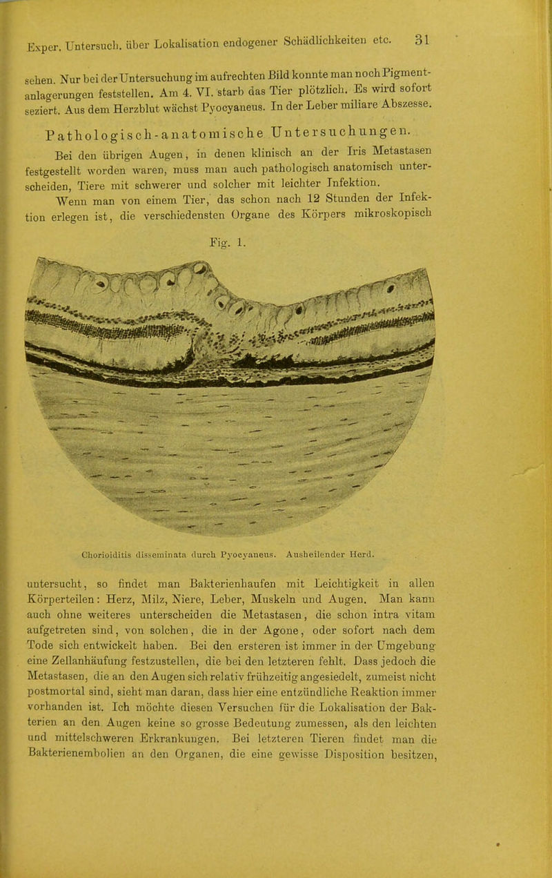 Exper, sehen Nur bei der Untersuchung im aufrechten Bild konnte man noch Pigment- anlacrerungen feststellen. Am 4. VL starb das Tier plötzlich. Es wird sofort seziert. Aus dem Herzblut wächst Pyocyaneus. In der Leber mihare Abszesse. Pathologisch-anatomische Untersuchungen. Bei den übrigen Augen, in denen klinisch an der Iris Metastasen festgestellt worden waren, muss man auch pathologisch anatomisch unter- scheiden, Tiere mit schwerer und solcher mit leichter Infektion. Wenn man von einem Tier, das schon nach 12 Stunden der Infek- tion erlegen ist, die verschiedensten Organe des Körpers mikroskopisch Chorioiditis disseminata durch Pyocyaneus. Ausheilender Herd. untersucht, so findet man Bakterienhaufen mit Leichtigkeit in allen Körperteilen: Herz, Milz, Niere, Leber, Muskeln und Augen. Man kann auch ohne weiteres unterscheiden die Metastasen, die schon intra vitam aufgetreten sind, von solchen, die in der Agoue, oder sofort nach dem Tode sich entwickelt haben. Bei den ersteren ist immer in der- Umgebung eine Zellanhäufung festzustellen, die bei den letzteren fehlt. Dass jedoch die Metastasen, die an den Augen sich relativ frühzeitig angesiedelt, zumeist nicht postmortal sind, sieht man daran, dass hier eine entzündliche Reaktion immer vorhanden ist. Ich möchte diesen Versuchen für die Lokalisation der Bak- terien an den Augen keine so grosse Bedeutung zumessen, als den leichten und mittelschweren Erkrankungen. Bei letzteren Tieren findet man die BakterienemboHen an den Organen, die eine gewisse Disposition besitzen,