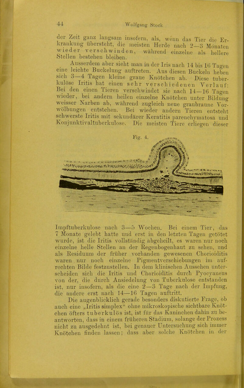 der Zeit ganz langsam insofern, als, wenn das Tier die Er- krankung überstellt, die meisten Herde nach 2—3 Monaten wieder verschwinden, während einzelne als hellere ötellen bestehen bleiben. Ausserdem aber sieht man in der Iris nach 14 bis Ki Tagen eine leichte Buckelung auftreten. Aus diesen Buckeln heben sich 3—4 Tagen kleine graue Knötchen ab. Diese tuber- kulöse Iritis hat einen sehr verschiedenen Verlauf: Bei den einen Tieren verschwindet sie nach 14—16 Tagen wieder, bei andern heilen einzelne Knötchen unter Bildung weisser Narben ab, Avährend zugleich neue graubraune Vor- wölbungen entstehen. Bei wieder andern Tieren entsteht schwerste Iritis mit sekundärer Keratitis parenchymatosa und meisten Tiere erliegen dieser Konjunktivaltuberkulose. Die Kff. 4. .... •w-m Impftuberkulose nach 3—5 Wochen. Bei einem Tier, das 7 Monate gelebt hatte und erst in den letzten Tagen getötet wurde, ist die Iritis vollständig abgeheilt, es waren nur noch einzelne helle Stellen an der Regenbogenhaut zu sehen, und als Eesiduum der früher A^orhanden gewesenen Chorioiditis waren nur noch einzelne Pigmentverschiebungen im auf- rechten Bilde festzustellen. In dem klinischen Aussehen unter- scheiden sich die Iritis und Chorioiditis durch P^yocyaneus von der, die durch Ansiedelung A^on Tuberkulose entstanden ist, nur insofern, als die eine 2—3 Tage nach der Impfung, die andere erst nach 14—16 Tagen auftritt. Die augenblicklich gerade besonders diskutierte Frage, ob auch eine „Iritis simplex ohne mikroskopische sichtbare Knöt- chen öfters tuberkulös ist, ist für das Kaninchen dahin zu be- antworten, dassin einem früheren Stadium, solange derProzess nicht zu ausgedehnt ist, bei genauer Untersuchung sich immer Knötchen finden lassen; dass aber solche Knötchen in der