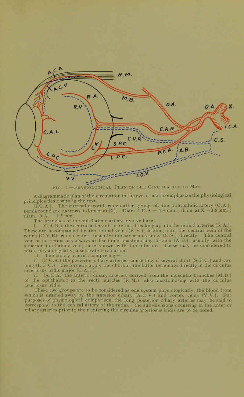 Fig. 1.—Physiological Plan of the Circulation in Man A diagrammatic plan of the circulation in the eye of man to emphasize the physiological principles dealt with in the text. (I.C.A.). The internal carotid, which after giving off the ophthalmic artery (O A..), bends round and narrows its lumen at (X). Diam. I.C. A — 5.4 mm. ; diam. at X —3.8 mm. ; diam. O.A. — 1.5 mm. The branches of the ophthalmic artery involved are : I. (C.A.R.), the central artery of the retina, breaking up into the retinal arteries (R. A.) These are accompanied by the retinal veins (R.V.), leading into the central vein of the retina (C.V.R), which enters (usually) the cavernous sinus (C.S.) directly. The central vein of the retina has always at least one anastomosing branch (A.B.), usually with the superior ophthalmic vein, here shown with the inferior. These may be considered to form, physiologically, a separate circulation. II. The ciliary arteries comprising— i. (P.C.A.) the posterior ciliary arteries, consisting of several short (S.P.C.) and two long (L.P.C.) ; the former supply the choroid, the latter terminate directly in the circulus arteriosus iridis major (C.A.I.). ii. (A.C.A.) the anterior ciliary arteries derived from the muscular branches (M.B.) of the ophthalmic to the recti muscles (R.M.), also anastomosing with the circulus arteriosus iridis. These two groups are to be considered as one system physiologically, the blood from which is drained away by the anterior ciliary (A.C.V.) and vortex veins (V.V.). For purposes of physiological comparison the long posterior ciliary arteries may be said to correspond to the central artery of the retina ; the sub-divisions occurring in the anterior ciliary arteries prior to their entering the circulus arteriosus iridis are to be noted.