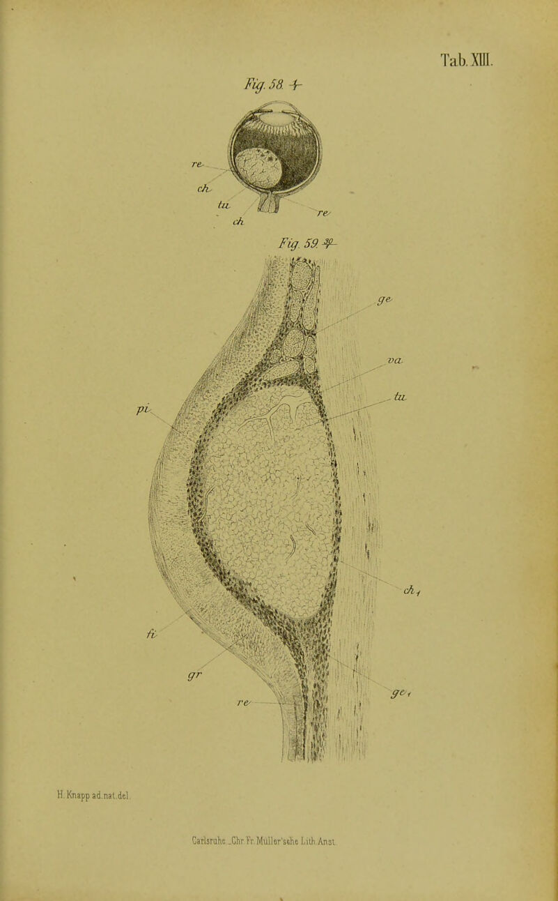 Tab. XUI. Fig. 58. -h H Knipp gd nal.dcl Carlsrahc .Chr Kr.Müller'sclie Liih Ansi