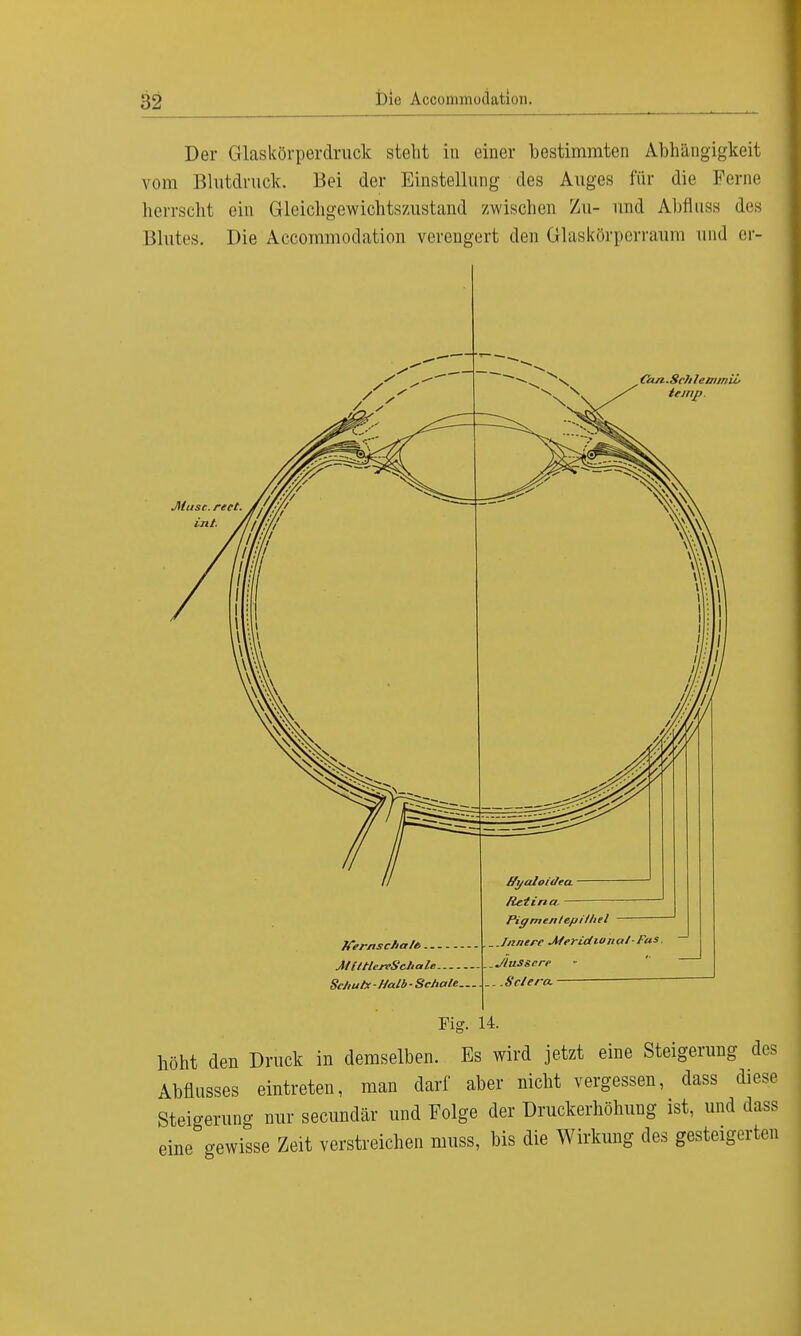 Der G-laskörperdruck steht in einer bestimmten Abhängigkeit vom Blutdruck. Bei der Einstellung des Auges für die Ferne herrscht ein Gleichgewichtszustand zwischen Zu- und Abfiuss des Blutes. Die Accommodation verengert den Glaskörperraum und er- Can-SchlemmiL Muse. reet. int. 7fernschale,. MlUlejvSc/tale. Sc/iutx-tfalb-Schale. Fig. 14. höht den Druck in demselben. Es wird jetzt eine Steigerung des Abflusses eintreten, man darf aber nicht vergessen, dass diese Steigerung nur secundär und Folge der üruckerhöhung ist, und dass eine -ewisse Zeit verstreichen muss, bis die Wirkung des gesteigerten