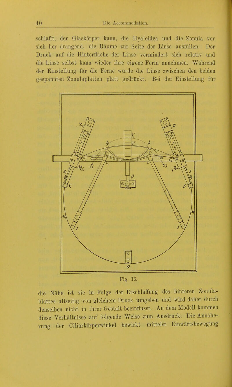 schlaft, der Glaskörper kann, die Hyaloidea und die Zonula vor sich her drängend, die Räume zur Seite der Linse ausfüllen. Der Druck auf die Hinterfiäche der Linse vermindert sich relativ und die Linse selbst kann wieder ihre eigene Form annehmen. Während der Einstellung für die Ferne wurde die Linse zwischen den beiden gespannten Zonulaplatten platt gedrückt. Bei der Einstellung für Fig. 16. die Nähe ist sie in Folge der Erschlaffung des hinteren Zonula- blattes allseitig von gleichem Druck umgeben und wird daher durch denselben nicht in ihrer Gestalt heeinflusst. An dem Modell kommen diese Verhältnisse auf folgende Weise zum Ausdruck. Die Annähe- rung der Ciliarkörperwinkel bewirkt mittelst Einwärtsbewegung