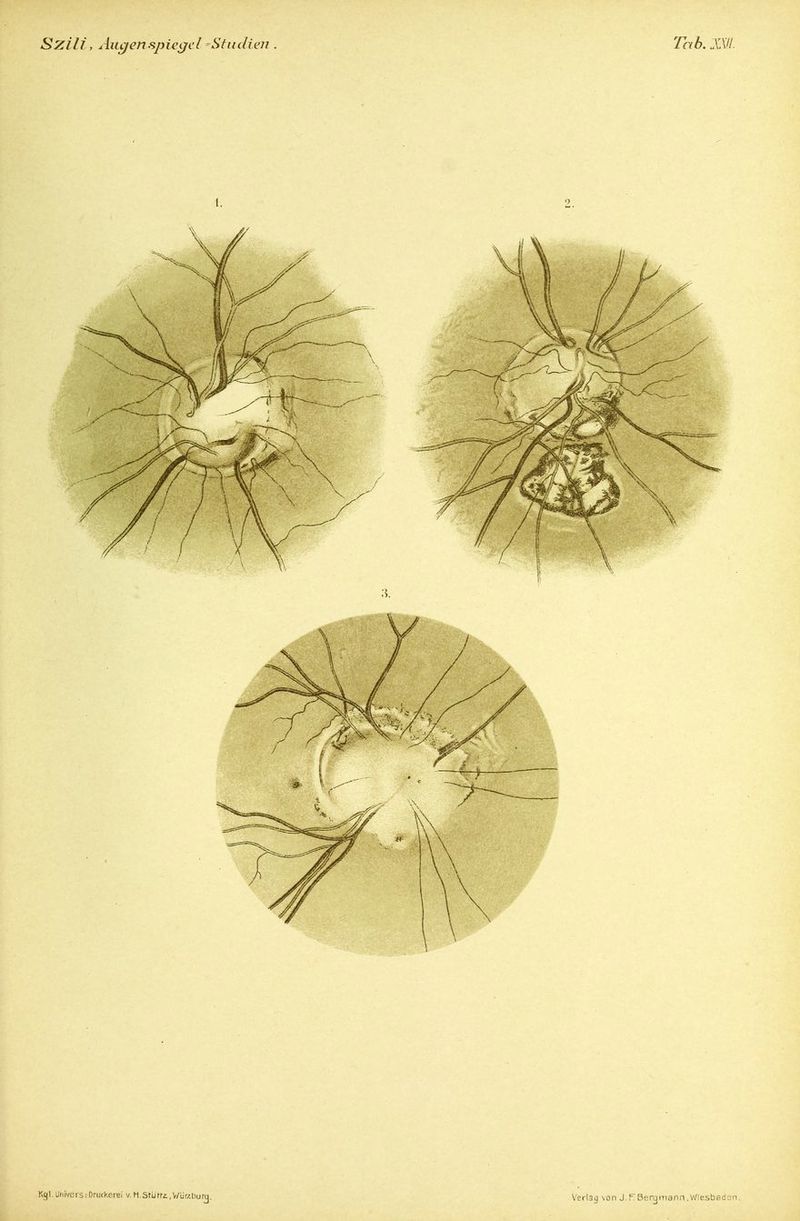 Kgl. Urtivers:DriKkeiei v. H Stürri.V/'ur/.tiurg. Verlag \on J.fT Bergmann.Wiesbedsn