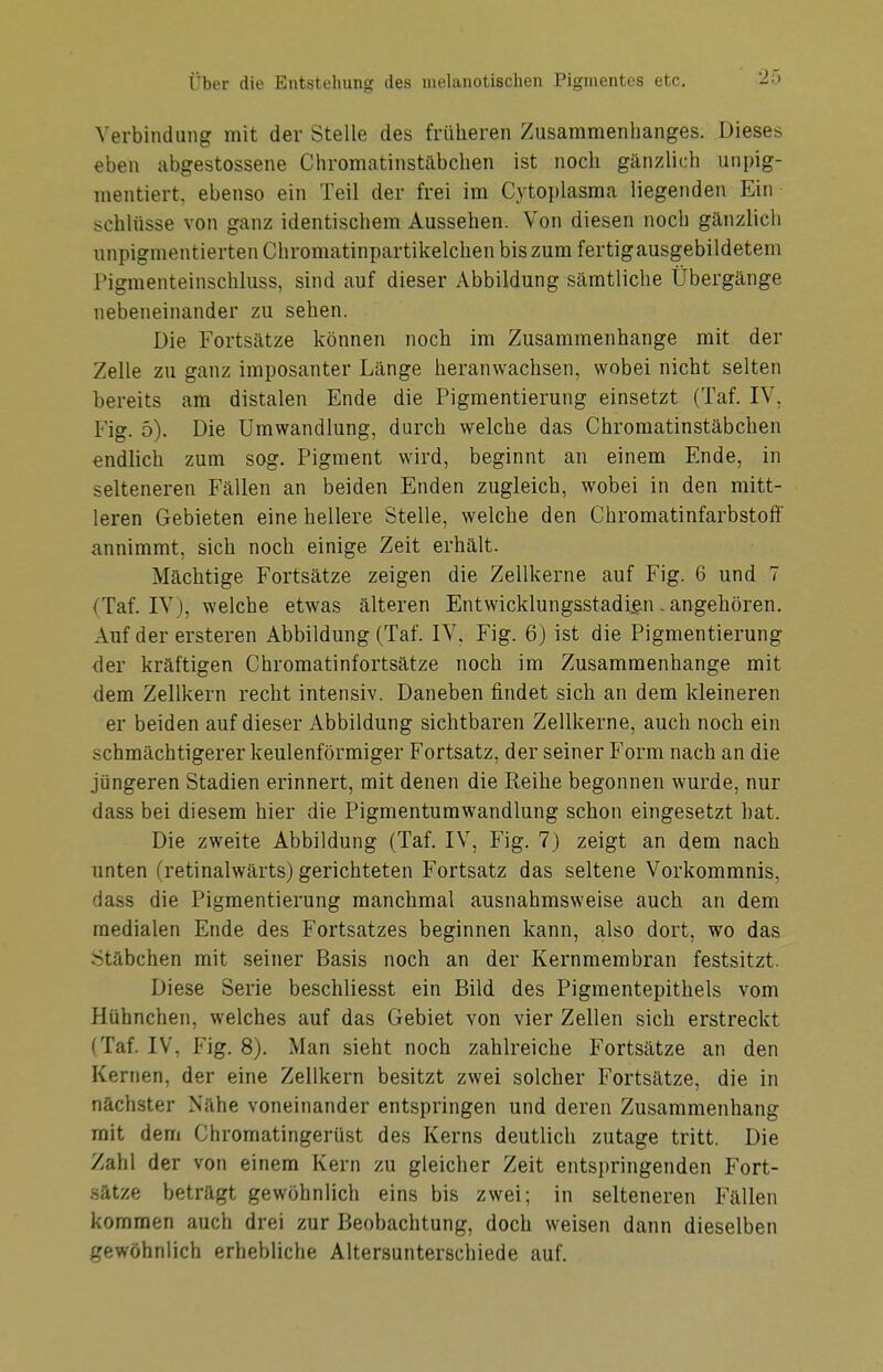 Verbindung mit der Stelle des früheren Zusammenhanges. Dieses eben abgestossene Chromatinstäbchen ist noch gänzlich unpig- mentiert, ebenso ein Teil der frei im Cytoplasma liegenden Ein Schlüsse von ganz identischem Aussehen. Von diesen noch gänzlich unpigmentierten Chromatinpartikelchen bis zum fertig ausgebildetem Pigmenteinschluss, sind auf dieser Abbildung sämtliche Übergänge nebeneinander zu sehen. Die Fortsätze können noch im Zusammenhange mit der Zelle zu ganz imposanter Länge heranwachsen, wobei nicht selten bereits am distalen Ende die Pigmentierung einsetzt (Taf. IV. Fig. 5). Die Umwandlung, durch welche das Chromatinstäbchen endlich zum sog. Pigment wird, beginnt an einem Ende, in selteneren Fällen an beiden Enden zugleich, wobei in den mitt- leren Gebieten eine hellere Stelle, welche den Chromatinfarbstoff annimmt, sich noch einige Zeit erhält. Mächtige Fortsätze zeigen die Zellkerne auf Fig. 6 und 7 (Taf. IVj, welche etwas älteren Entwicklungsstadien . angehören. Auf der ersteren Abbildung (Taf. IV, Fig. 6) ist die Pigmentierung der kräftigen Chromatinfortsätze noch im Zusammenhange mit dem Zellkern recht intensiv. Daneben findet sich an dem kleineren er beiden auf dieser Abbildung sichtbaren Zellkerne, auch noch ein schmächtigerer keulenförmiger Fortsatz, der seiner Form nach an die jüngeren Stadien erinnert, mit denen die Reihe begonnen wurde, nur dass bei diesem hier die Pigmentumwandlung schon eingesetzt hat. Die zweite Abbildung (Taf. IV, Fig. 7) zeigt an dem nach unten (retinalwärts) gerichteten Fortsatz das seltene Vorkommnis, dass die Pigmentierung manchmal ausnahmsweise auch an dem medialen Ende des Fortsatzes beginnen kann, also dort, wo das Stäbchen mit seiner Basis noch an der Kernmembran festsitzt. Diese Serie beschliesst ein Bild des Pigmentepithels vom Hühnchen, welches auf das Gebiet von vier Zellen sich erstreckt (Taf. IV, Fig. 8). Man sieht noch zahlreiche Fortsätze an den Kernen, der eine Zellkern besitzt zwei solcher Fortsätze, die in nächster Nähe voneinander entspringen und deren Zusammenhang mit dem Chromatingerüst des Kerns deutlich zutage tritt. Die Zahl der von einem Kern zu gleicher Zeit entspringenden Fort- sätze beträgt gewöhnlich eins bis zwei; in selteneren Fällen kommen auch drei zur Beobachtung, doch weisen dann dieselben gewöhnlich erhebliche Altersunterschiede auf.