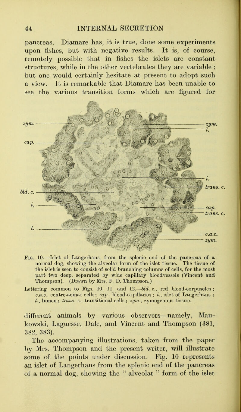 pancreas. Diamare has, it is true, done some experiments upon fishes, but with negative results. It is, of course, remotely possible that in fishes the islets are constant structures, while in the other vertebrates they are variable ; but one would certainly hesitate at present to adopt such a view. It is remarkable that Diamare has been unable to see the various transition forms which are figured for zym. — > ■ ^ zym, — I bid. C. ■ ^ i'* . :• '''<\ ^ \ - ,Jf€. . ^^J/r:^, — . _ :. ' - ■ > '-nf —---- - — cap. ,■: ■ ^ - - - -trans, c. I - 1^ ... r ^ -i,.;-,...... c.a.c. , ^ . .... Fig. 10.—Islet of Langerhans, from the splenic end of the pancreas of a normal dog, showing the alveolar form of the islet tissue. The tissue of the islet is seen to consist of solid branching columns of cells, for the most part two deep, separated by wide capillary bloodvessels (Vincent and Thompson). (Drawn by Mrs. F. D. Thompson.) Lettering common to Figs. 10, 11, and 12.—hid. c, red blood-corpuscles; c.a.c, centro-acinar cells; cay., blood-capillaries; i., islet of Langerhans ; I., lumen; trans, c, transitional cells; zym., zymogenous tissue. different animals by various observers—^namely, Man- kowski, Laguesse, Dale, and Vincent and Thompson (381, 382, 383). The accompanying illustrations, taken from the paper by Mrs. Thompson and the present writer, will illustrate some of the points under discussion. Fig. 10 represents an islet of Langerhans from the splenic end of the pancreas of a normal dog, showing the  alveolar  form of the islet