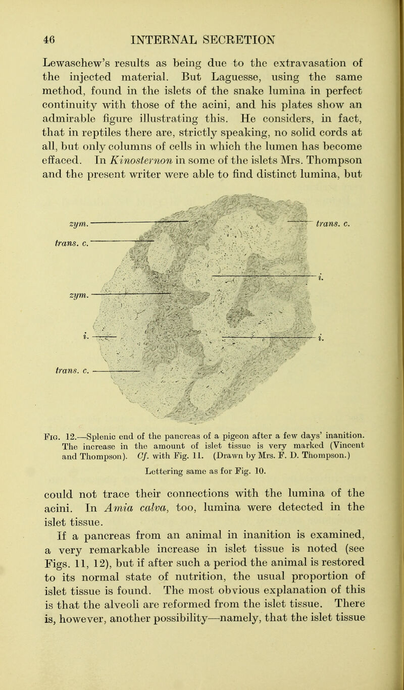 Lewaschew's results as being due to the extravasation of the injected material. But Laguesse, using the same method, found in the islets of the snake lumina in perfect continuity with those of the acini, and his plates show an admirable figure illustrating this. He considers, in fact, that in reptiles there are, strictly speaking, no solid cords at all, but only columns of cells in which the lumen has become effaced. In Kinosternon in some of the islets Mrs. Thompson and the present writer were able to find distinct lumina, but zym. - • ' trans, c. trans. c.~~~ ' zym. trans, c. Fig. 12.—Splenic end of the pancreas of a pigeon after a few days' inanition. The increase in the amount of islet tissue is very marked (Vincent and Thompson). Of. with Fig. 11. (Drawn by Mrs. F. D. Thompson.) Lettering same as for Fig. 10. could not trace their connections with the lumina of the acini. In Amia calva, too, lumina were detected in the islet tissue. If a pancreas from an animal in inanition is examined, a very remarkable increase in islet tissue is noted (see Figs. 11, 12), but if after such a period the animal is restored to its normal state of nutrition, the usual proportion of islet tissue is found. The most obvious explanation of this is that the alveoli are reformed from the islet tissue. There is, however, another possibility—namely, that the islet tissue