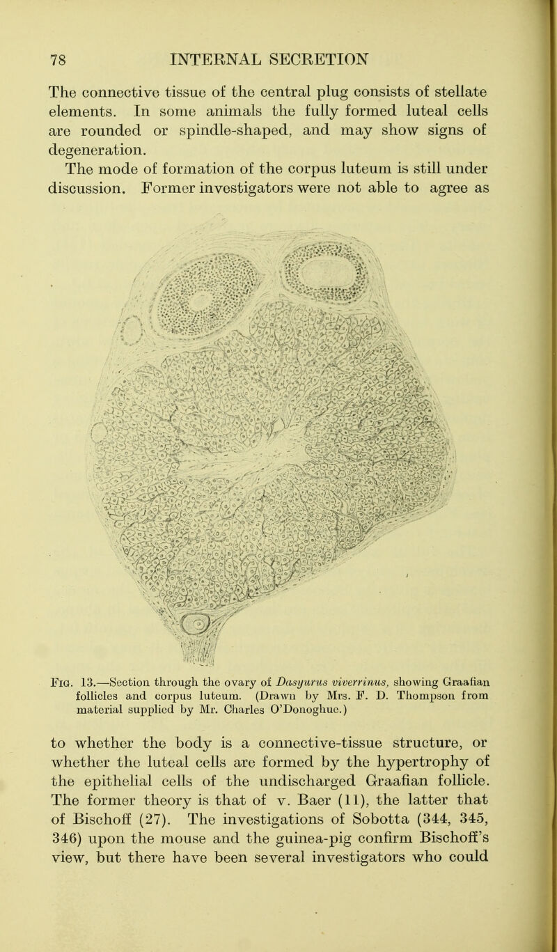 The connective tissue of the central plug consists of stellate elements. In some animals the fully formed luteal cells are rounded or spindle-shaped, and may show signs of degeneration. The mode of formation of the corpus luteum is still under discussion. Former investigators were not able to agree as Fig. 13.—Section through the ovary of Dasyurus viverrinus, showing Graafian follicles and corpus luteum. (Drawn by Mrs. F. D. Thompson from material supplied by Mr. Charles O'Donoghue.) to whether the body is a connective-tissue structure, or whether the luteal cells are formed by the hypertrophy of the epithelial cells of the undischarged Graafian follicle. The former theory is that of v. Baer (11), the latter that of Bischoff (27). The investigations of Sobotta (344, 345, 346) upon the mouse and the guinea-pig confirm Bischoff's view, but there have been several investigators who could