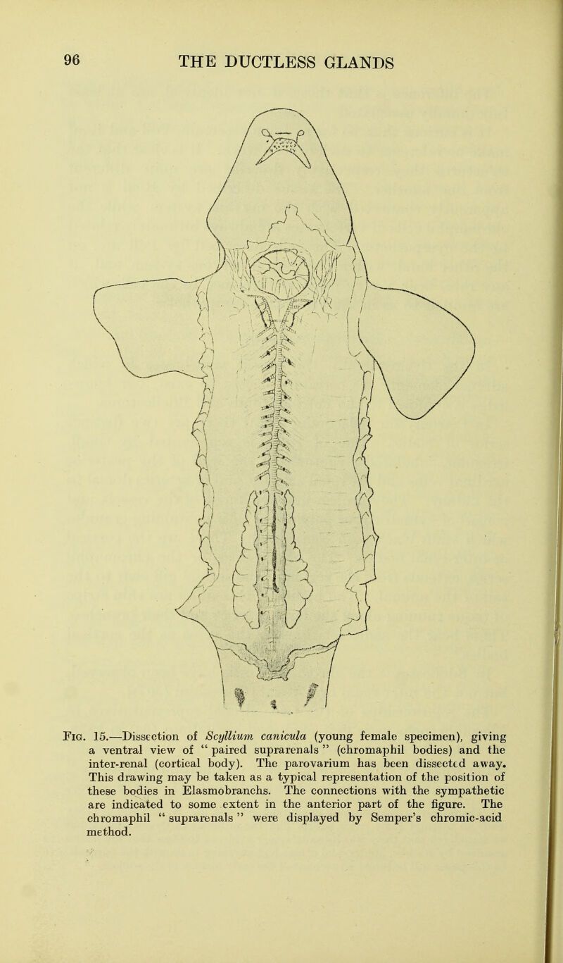 Fig. 15.—Dissection of Scyllium canicula (young female specimen), giving a ventral view of  paired suprarenals  (chromaphil bodies) and the inter-renal (cortical body). The parovarium has been dissected away. This drawing may be taken as a typical representation of the position of these bodies in Elasmobranchs. The connections with the sympathetic are indicated to some extent in the anterior part of the figure. The chromaphil  suprarenals were displayed by Semper's chromic-acid method.