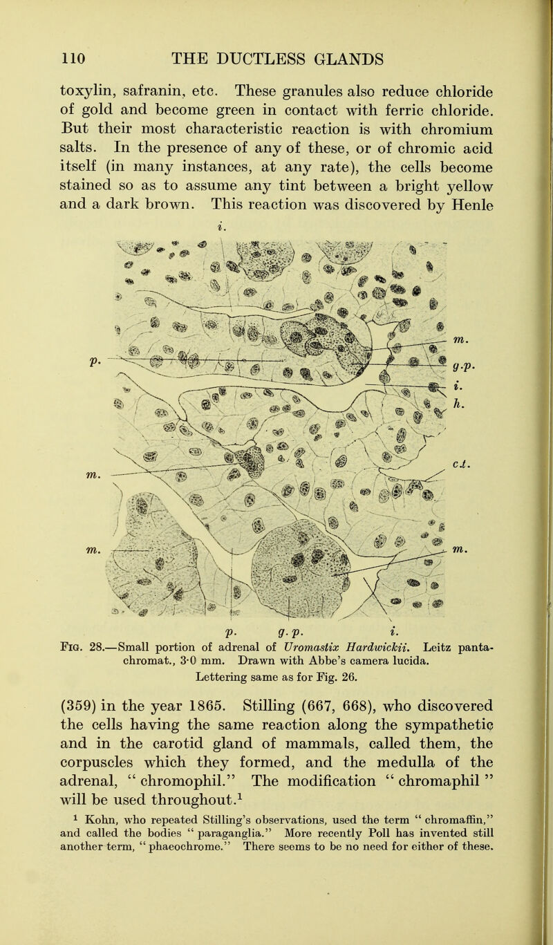 toxylin, safranin, etc. These granules also reduce chloride of gold and become green in contact with ferric chloride. But their most characteristic reaction is with chromium salts. In the presence of any of these, or of chromic acid itself (in many instances, at any rate), the cells become stained so as to assume any tint between a bright yellow and a dark brown. This reaction was discovered by Henle y-v- p. g.p. I. Fig. 28.—Small portion of adrenal of Uromastix Hardwickii, Leitz panta- chromat., 3-0 mm. Drawn with Abbe's camera lucida. Lettering same as for Fig. 26. (359) in the year 1865. Stilling (667, 668), who discovered the cells having the same reaction along the sympathetic and in the carotid gland of mammals, called them, the corpuscles which they formed, and the medulla of the adrenal,  chromophil. The modification  chromaphil  will be used throughout.^ ^ Kohn, who repeated Stilling's observations, used the term  chromaflEin, and called the bodies  paraganglia. More recently Poll has invented still another term,  phaeochrome. There seems to be no need for either of these.