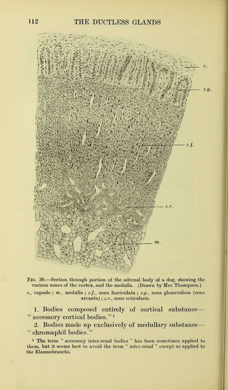 Fio. 30.—Section through portion of the adrenal body of a dog, showing the various zones of the cortex, and the medulla. (Drawn by Mrs. Thompson.) c, capsule ; m., medulla ; z.f., zona fasciculata ; z.g., zona glomerulosa (zona arcuata); z.r., zona reticularis. 1. Bodies composed entirely of cortical substance—  accessory cortical bodies.^ 2. Bodies made up exclusively of medullary substance—  chromaphil bodies. 1 The term  accessory inter-renal bodies  has been sometimes applied to them, but it seems best to avoid the term  inter-renal  except as applied to the Elasmobranchs.