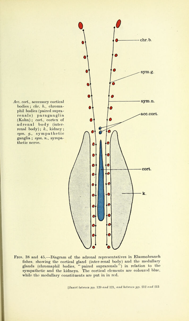 Acc. cort., accessory cortical bodies ; chr. h., chroma- phil bodies (paired supra- renals) paraganglia (Kohn) ; cort., cortex of adrenal body (inter- renal body); k., kidney; sym. g., sympathetic ganglia ; sym. n., sympa- thetic nerve. sym.g. sym.n. acc. cort. cort. Figs. 38 and 45.—Diagram of the adrenal representatives in Elasmobranch fishes, showing the cortical gland (inter-renal body) and the medullary glands (chromaphil bodies, paired suprarenals) in relation to the sympathetic and the kidneys. The cortical elements are coloured blue, while the medullary constituents are put in in red.