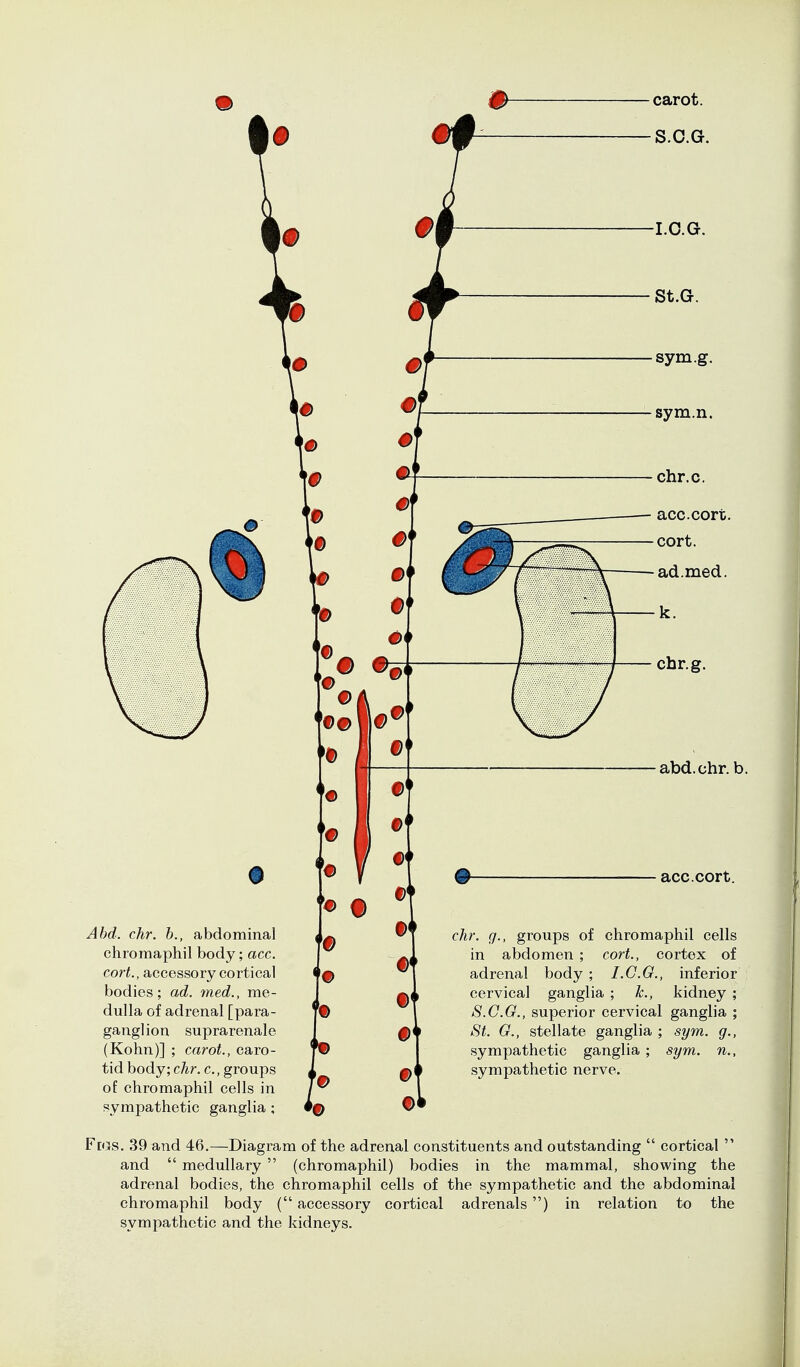 abd.chr.b. acc.cort. Ahd. chr. b., abdominal chromaphil body, cort., accessory cortical bodies; ad. med., me dulla of adrenal [para ganglion suprarenal (Kohn)] ; carot., caro- tid body; chr. c, groups of chromaphil cells in sympathetic ganglia ; Fms. 39 and 46.—Diagram of the adrenal constituents and outstanding  cortical  and  medullary  (chromaphil) bodies in the mammal, showing the adrenal bodies, the chromaphil cells of the sympathetic and the abdominal chromaphil body ( accessory cortical adrenals) in relation to the sympathetic and the kidneys. chr. g., groups of chromaphil cells in abdomen; cort., cortex of adrenal body ; I.G.G., inferior cervical ganglia ; k., kidney ; S.C.G., superior cervical ganglia ; St. G., stellate ganglia ; sym. g., sympathetic ganglia ; sympathetic nerve.