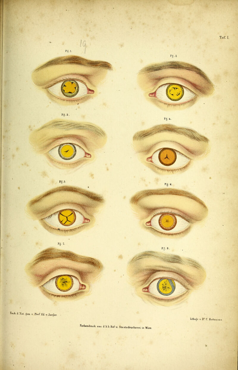 X Litho^r V.])!- C. flertîm,