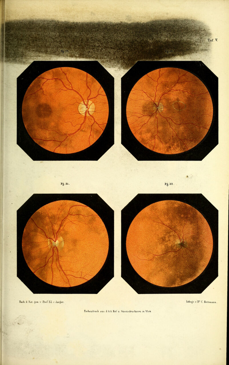 Nacl» d/Nat. çcm v Frof. Ed v Jae^er. Fiirtendruck aus d k k Bot u Staat.sdmrkerei in W'icn lithogr. V. W C. fleitsmann