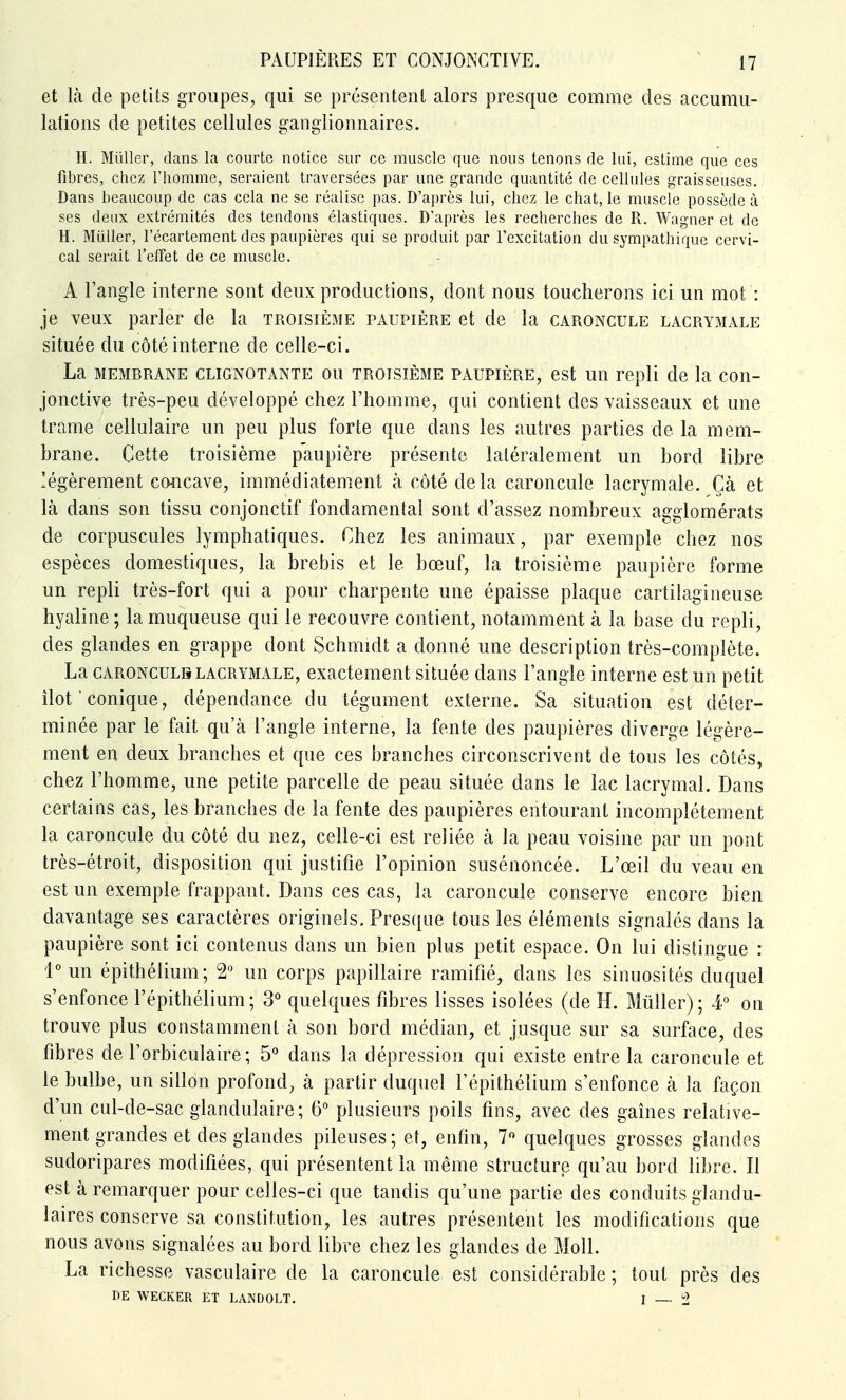 et là de petits groupes, qui se présentent alors presque comme des accumu- lations de petites cellules ganglionnaires. H. Millier, dans la courte notice sur ce muscle que nous tenons de lui, estime que ces fibres, chez l'homme, seraient traversées par une grande quantité de cellules graisseuses. Dans beaucoup de cas cela ne se réalise pas. D'après lui, chez le chat, le muscle possède à ses deux extrémités des tendons élastiques. D'après les recherches de R. Wagner et de H. Millier, l'écartement des paupières qui se produit par l'excitation du sympathique cervi- cal serait l'effet de ce muscle. A l'angle interne sont deux productions, dont nous toucherons ici un mot : je veux parler de la troisième paupière et de la caroncule lacrymale située du côté interne de celle-ci. La membrane clignotante ou troisième paupière, est un repli de la con- jonctive très-peu développé chez l'homme, qui contient des vaisseaux et une trame cellulaire un peu plus forte que dans les autres parties de la mem- brane. Cette troisième paupière présente latéralement un bord libre légèrement concave, immédiatement k côté delà caroncule lacrymale. Çà et là dans son tissu conjonctif fondamental sont d'assez nombreux agglomérats de corpuscules lymphatiques. Chez les animaux, par exemple chez nos espèces domestiques, la brebis et le bœuf, la troisième paupière forme un repli très-fort qui a pour charpente une épaisse plaque cartilagineuse hyaline ; la muqueuse qui le recouvre contient, notamment à la base du repli, des glandes en grappe dont Schmidt a donné une description très-complète. La caronculb lacrymale, exactement située dans l'angle interne est un petit îlot ■ conique, dépendance du tégument externe. Sa situation est déter- minée par le fait qu'à l'angle interne, la fente des paupières diverge légère- ment en deux branches et que ces branches circonscrivent de tous les côtés, chez l'homme, une petite parcelle de peau située dans le lac lacrymal. Dans certains cas, les branches de la fente des paupières entourant incomplètement la caroncule du côté du nez, celle-ci est reliée à la peau voisine par un pont très-étroit, disposition qui justifie l'opinion susénoncée. L'œil du veau en est un exemple frappant. Dans ces cas, la caroncule conserve encore bien davantage ses caractères originels. Presque tous les éléments signalés dans la paupière sont ici contenus dans un bien plus petit espace. On lui distingue : 1° un épithélium; 2 un corps papillaire ramifié, dans les sinuosités duquel s'enfonce l'épithélium; 3° quelques fibres lisses isolées (de H. Millier); 4° ou trouve plus constamment à son bord médian, et jusque sur sa surface, des fibres de l'orbiculaire; 5 dans la dépression qui existe entre la caroncule et le bulbe, un sillon profond, à partir duquel l'épithélium s'enfonce à la façon d'un cul-de-sac glandulaire; 6° plusieurs poils fins, avec des gaines relative- ment grandes et des glandes pileuses ; et, enfin, 7^* quelques grosses glandes sudoripares modifiées, qui présentent la même structure qu'au bord libre. Il est à remarquer pour celles-ci que tandis qu'une partie des conduits glandu- laires conserve sa constitution, les autres présentent les modifications que nous avons signalées au bord libre chez les glandes de Moll. La richesse vasculaire de la caroncule est considérable ; tout près des DE WECKER ET LANDOLT. 1 — ^2