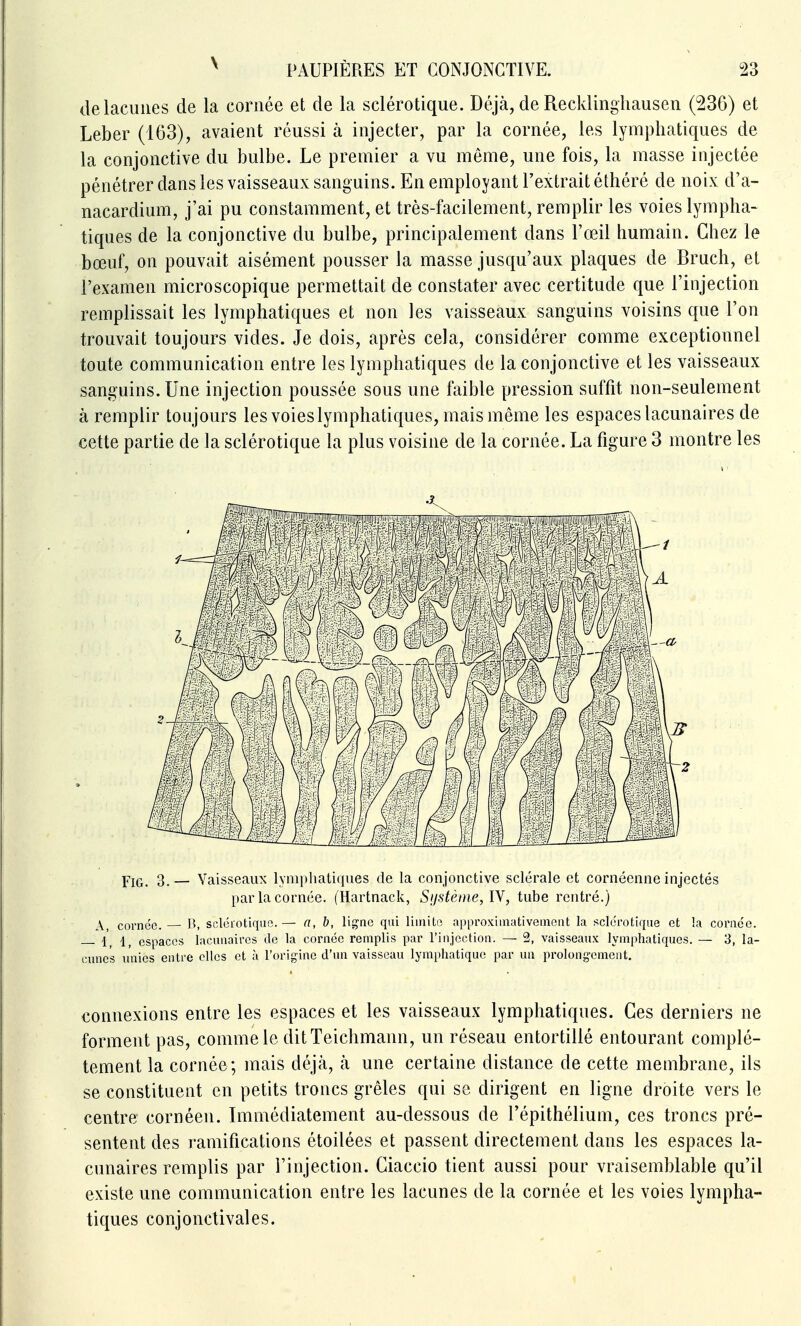 de lacunes de la cornée et de la sclérotique. Déjà, de Recklingliausen (236) et Leber (163), avaient réussi à injecter, par la cornée, les lymphatiques de la conjonctive du bulbe. Le premier a vu même, une fois, la masse injectée pénétrer dans les vaisseaux sanguins. En employant l'extrait éthéré de noix d'a- nacardium, j'ai pu constamment, et très-facilement, remplir les voies lympha- tiques de la conjonctive du bulbe, principalement dans l'œil humain. Chez le bœuf, on pouvait aisément pousser la masse jusqu'aux plaques de Bruch, et l'examen microscopique permettait de constater avec certitude que l'injection remplissait les lymphatiques et non les vaisseaux sanguins voisins que l'on trouvait toujours vides. Je dois, après cela, considérer comme exceptionnel toute communication entre les lymphatiques de la conjonctive et les vaisseaux sanguins. Une injection poussée sous une faible pression suffit non-seulement à remplir toujours les voies lymphatiques, mais même les espaces lacunaires de cette partie de la sclérotique la plus voisine de la cornée. La figure 3 montre les Pjq_ 3,— Vaisseaux lymphatiques de la conjonctive sclérale et cornéenne injectés par la cornée. (Hartnack, Sustème, IV, tube rentré.) A, cornée — B, scléiotiquo.— n, b, ligne qui limite approximativement la sclérotique et !a cornée. 11^ espaces lacunaires de la cornée remplis par l'injection. — 2, vaisseaux lymphatiques. — 3, la- cunes unies entre elles et à l'origine d'un vaisseau lymphatique par un prolongement. connexions entre les espaces et les vaisseaux lymphatiques. Ces derniers ne forment pas, comme le ditTeichmann, un réseau entortillé entourant complè- tement la cornée; mais déjà, à une certaine distance de cette membrane, ils se constituent en petits troncs grêles qui se dirigent en ligne droite vers le centre cornéen. Immédiatement au-dessous de l'épithélium, ces troncs pré- sentent des ramifications étoilées et passent directement dans les espaces la- cunaires remplis par l'injection. Ciaccio tient aussi pour vraisemblable qu'il existe une communication entre les lacunes de la cornée et les voies lympha- tiques conjonctivales.